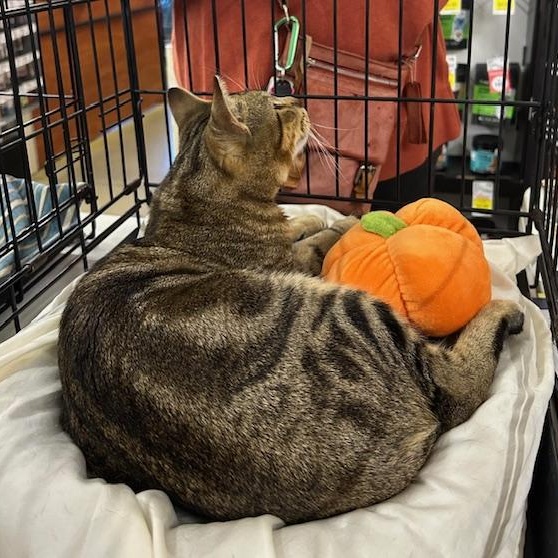 Enlarge Braxton, an adopted Domestic Short Hair in Stanhope, NJ image 3/3