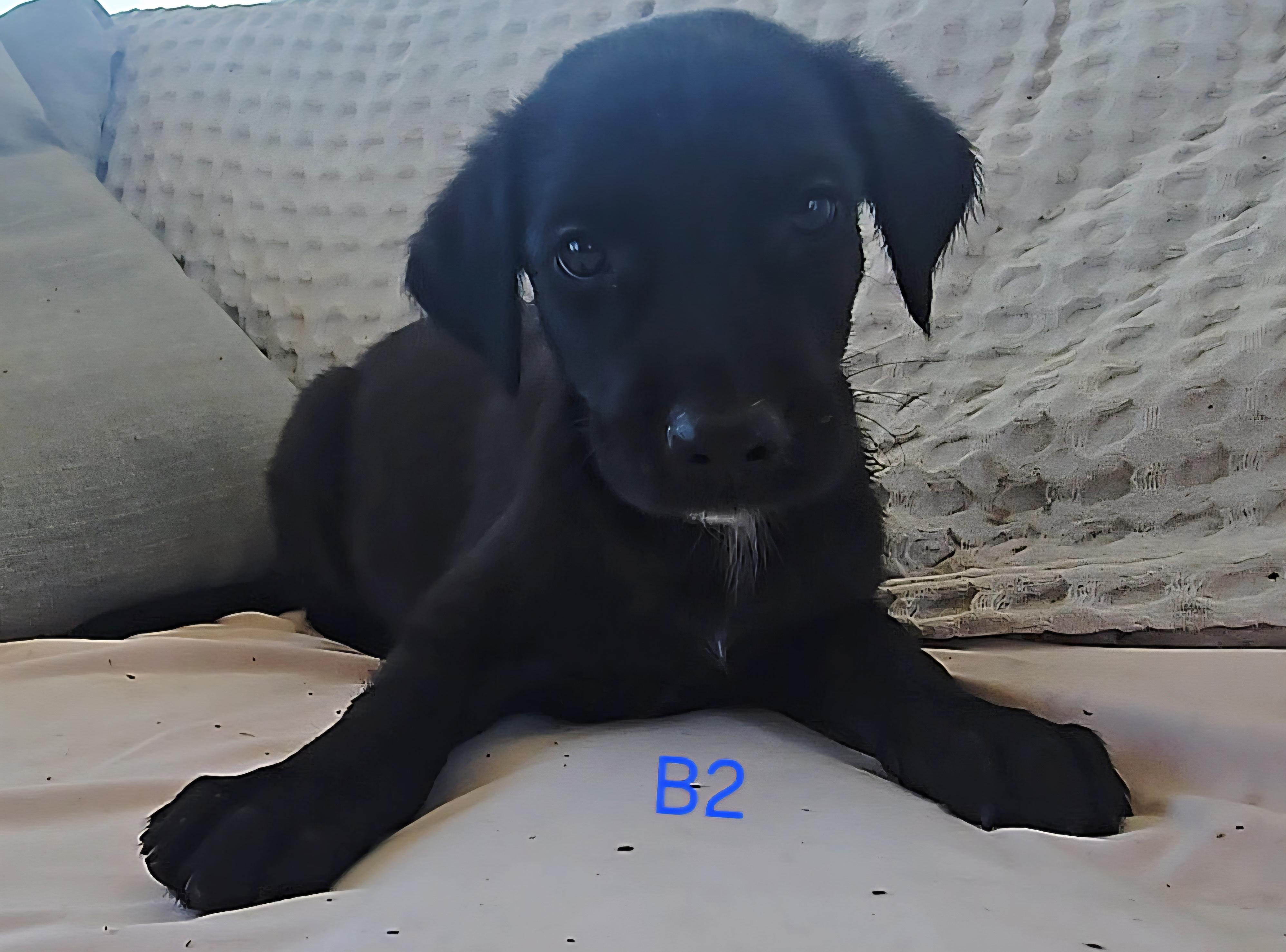 Lightening, Adopted, Puppy Male Black Labrador Retriever.