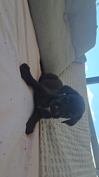 Enlarge Lightening, a Adopted mixed breed in Baytown, TX video 2/2