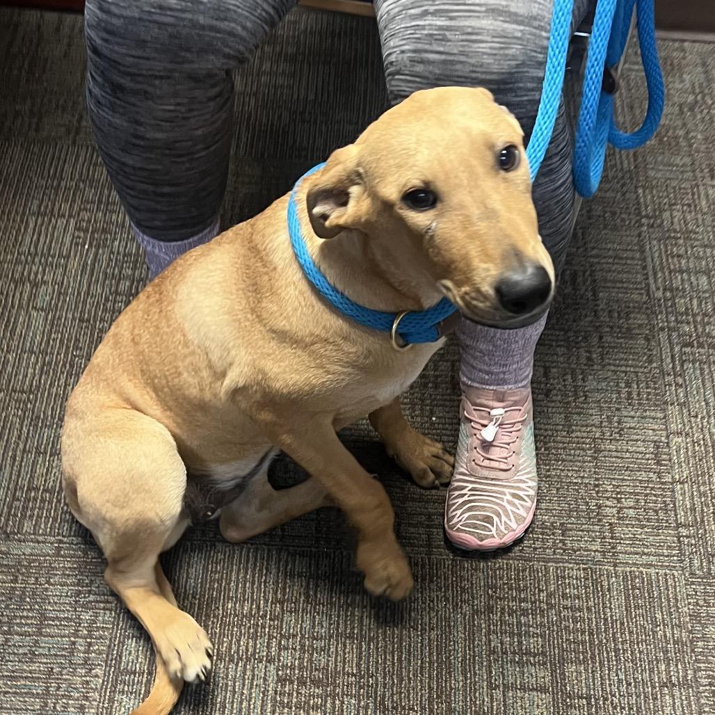 Enlarge Pinto, a Adoptable mixed breed in Idaho Falls, ID image 1/4