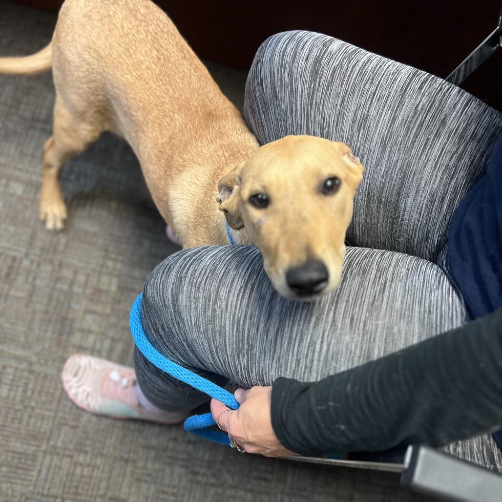 Enlarge Pinto, a Adoptable mixed breed in Idaho Falls, ID image 2/4