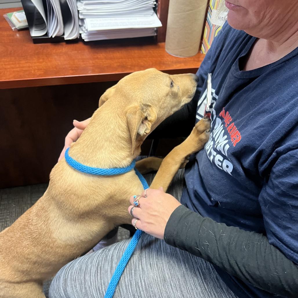 Enlarge Pinto, a Adoptable mixed breed in Idaho Falls, ID image 4/4