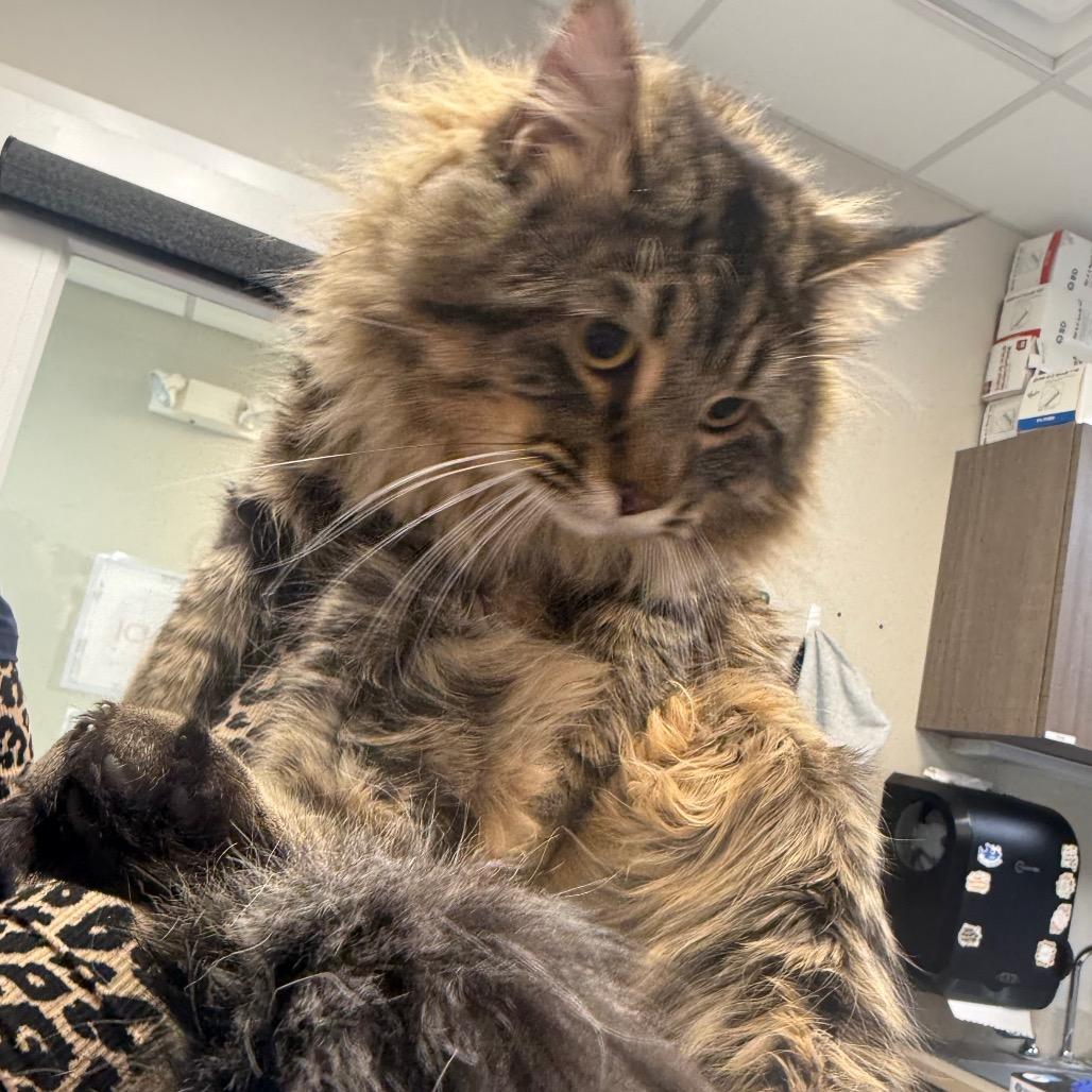 Gatsby, Adoptable, Young Male Domestic Long Hair.