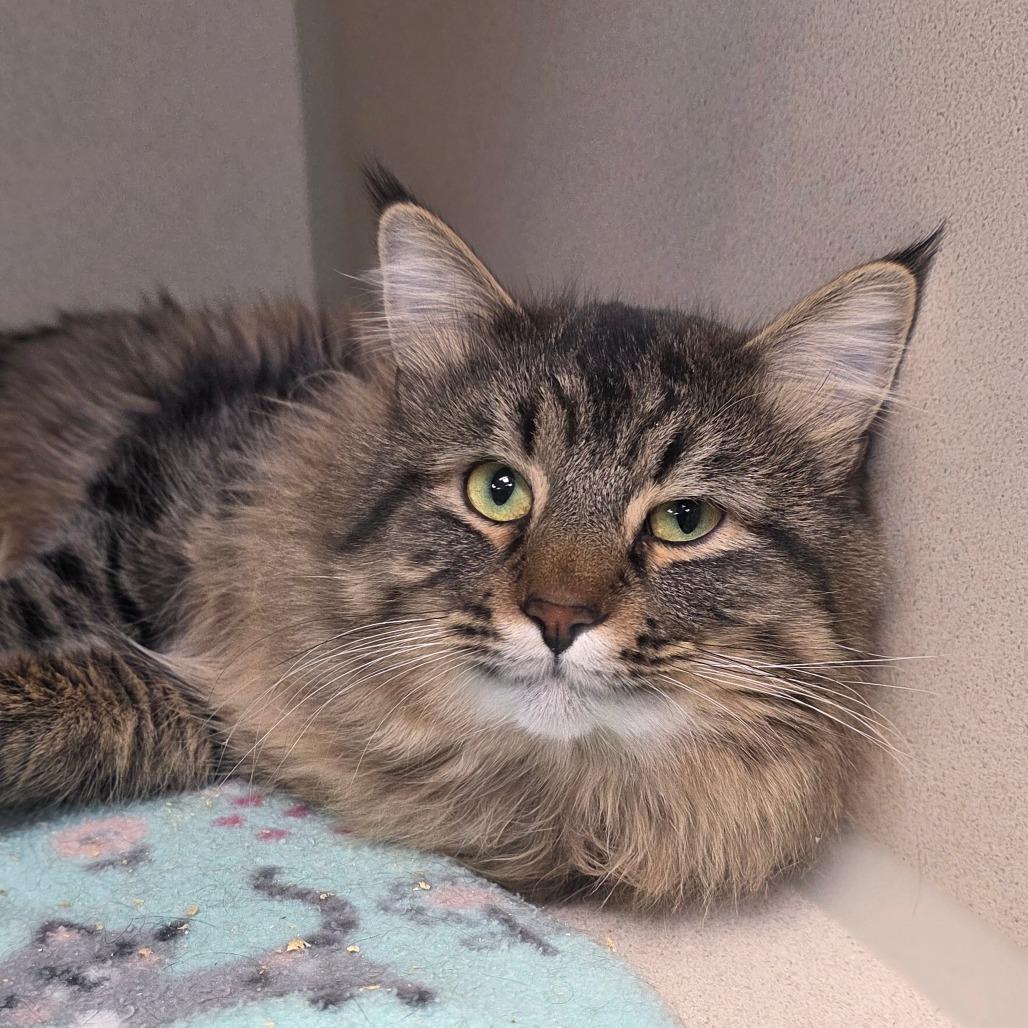 Gatsby, a Adoptable Domestic Long Hair in Great Falls, MT image 2/2