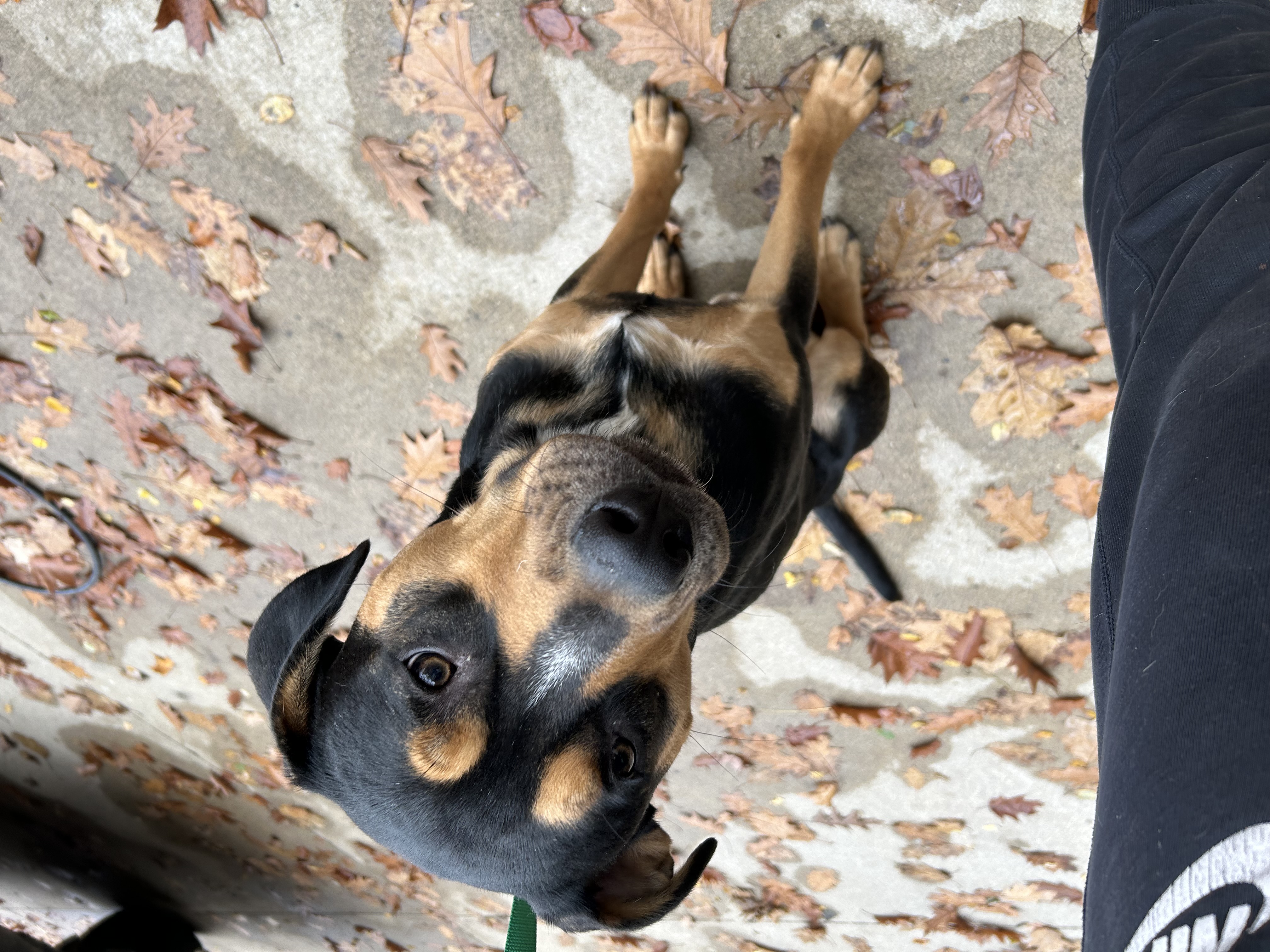 Rex, a Adoptable mixed breed in fennville, MI image 1/4