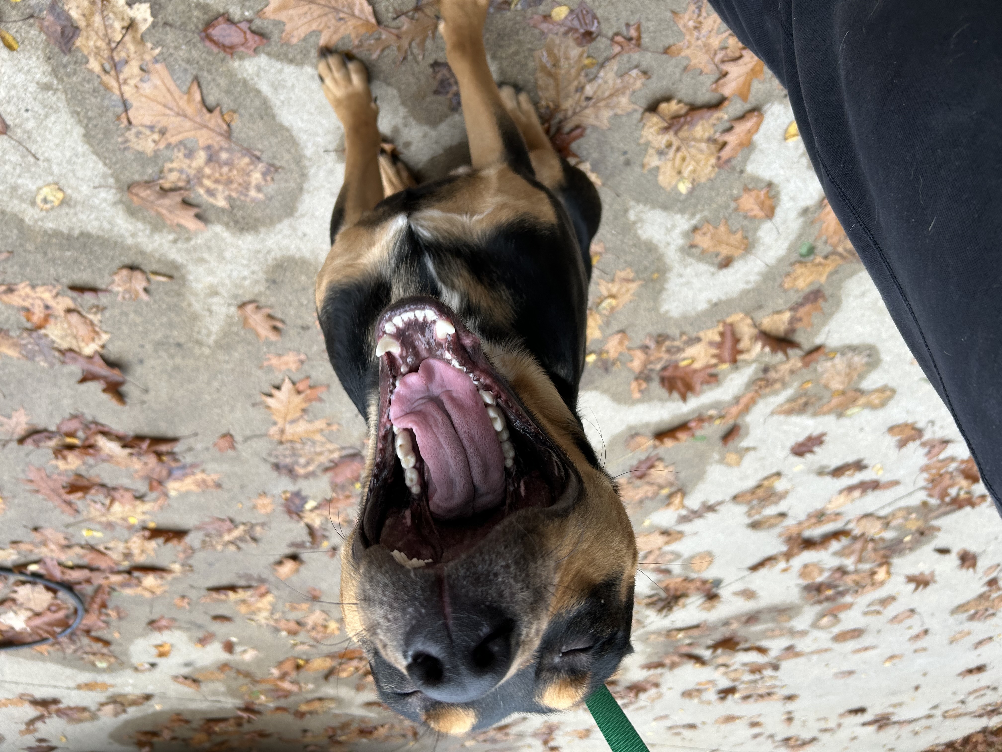 Rex, a Adoptable mixed breed in fennville, MI image 2/4