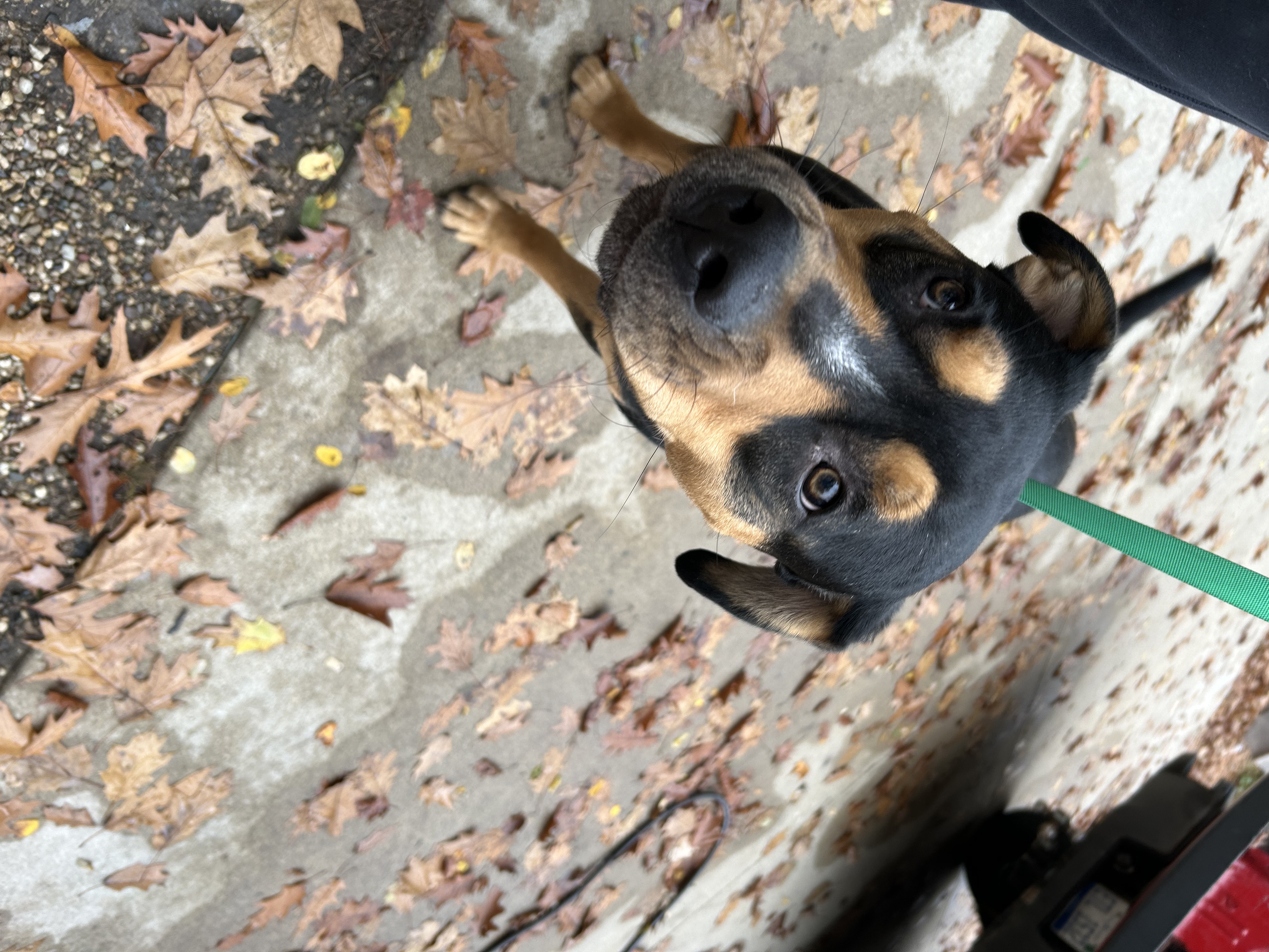 Rex, a Adoptable mixed breed in fennville, MI image 3/4