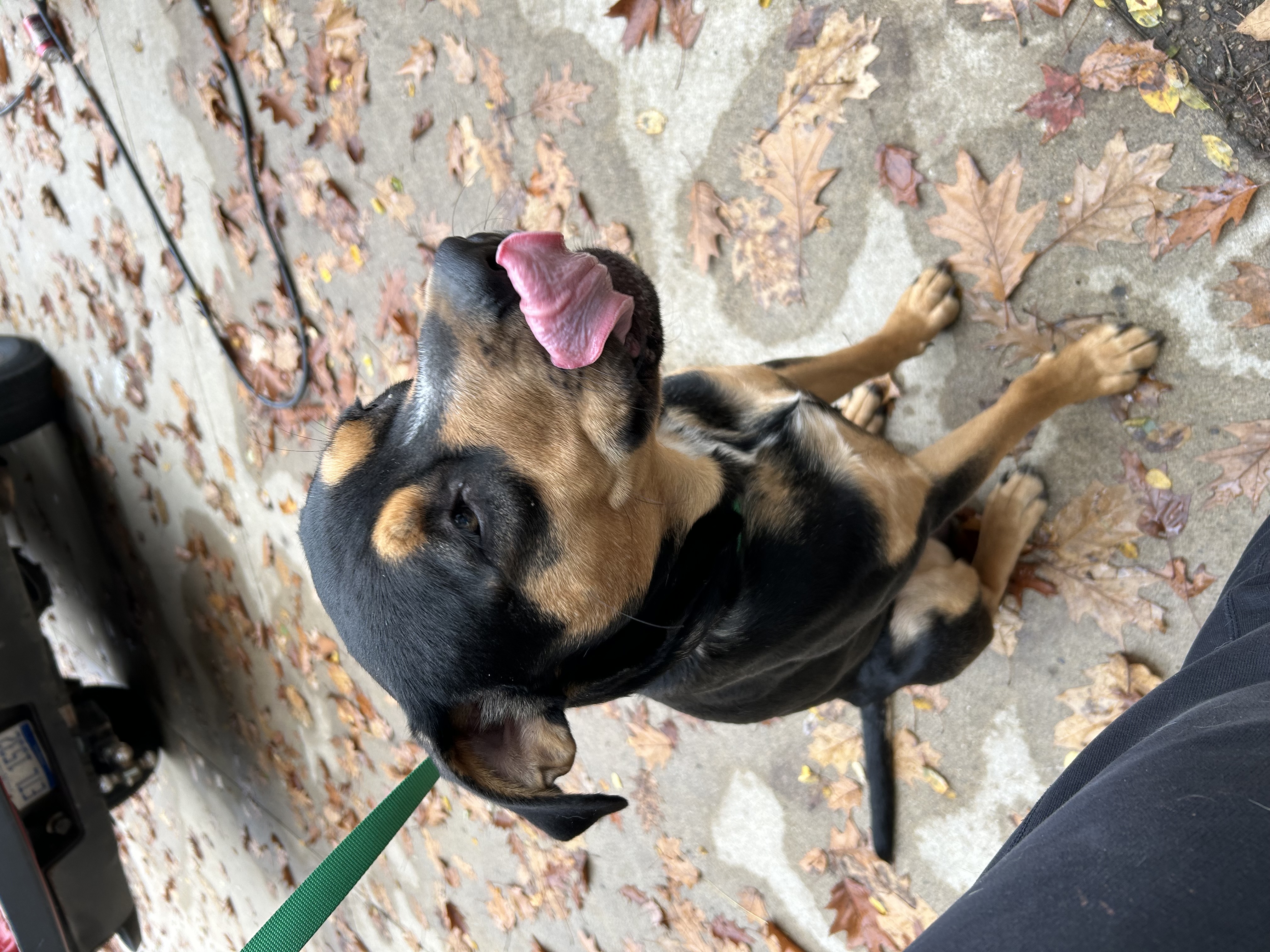 Rex, a Adoptable mixed breed in fennville, MI image 4/4