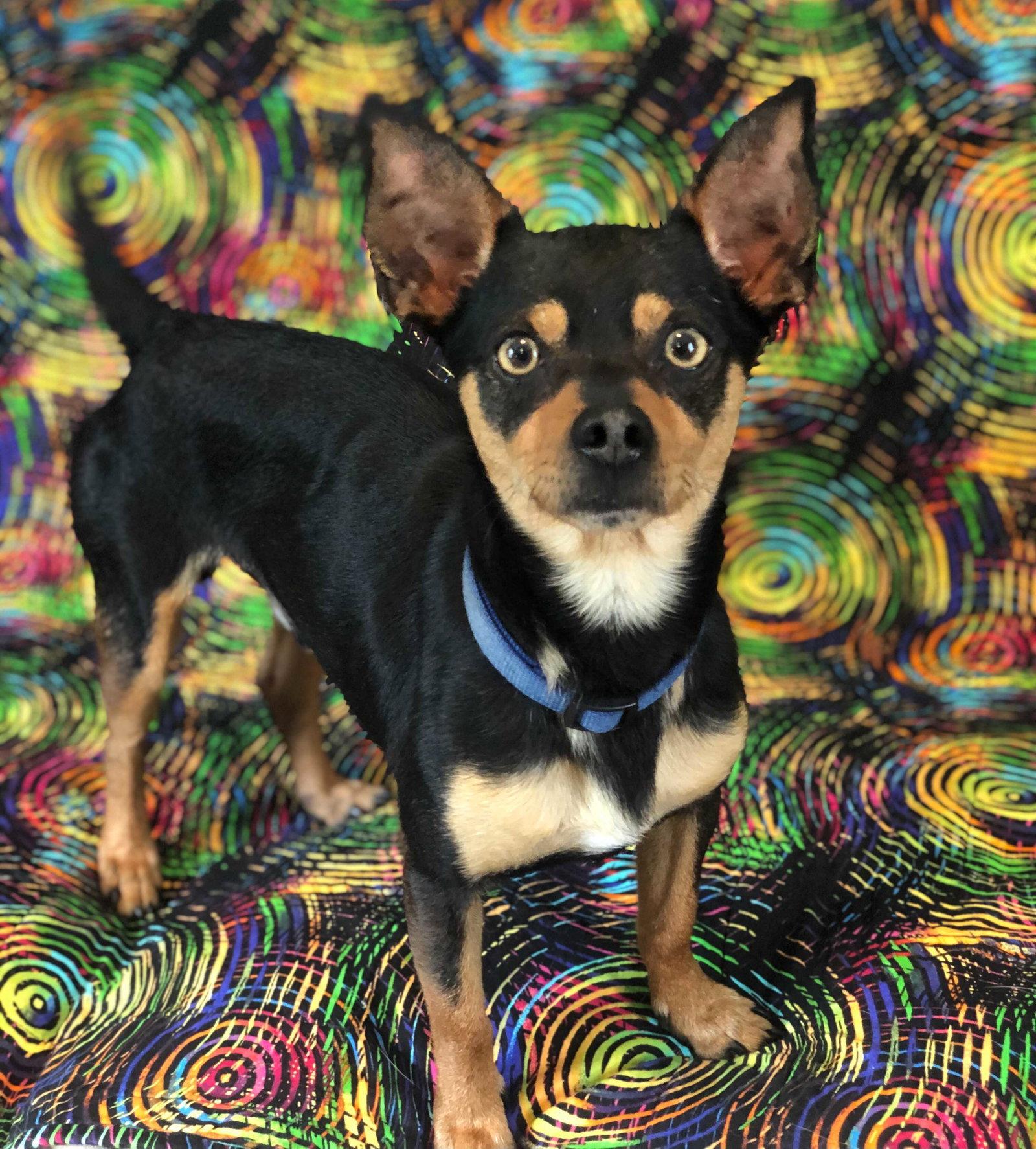 Louie Sep 26, Adoptable, Adult Male Chihuahua & Miniature Pinscher.