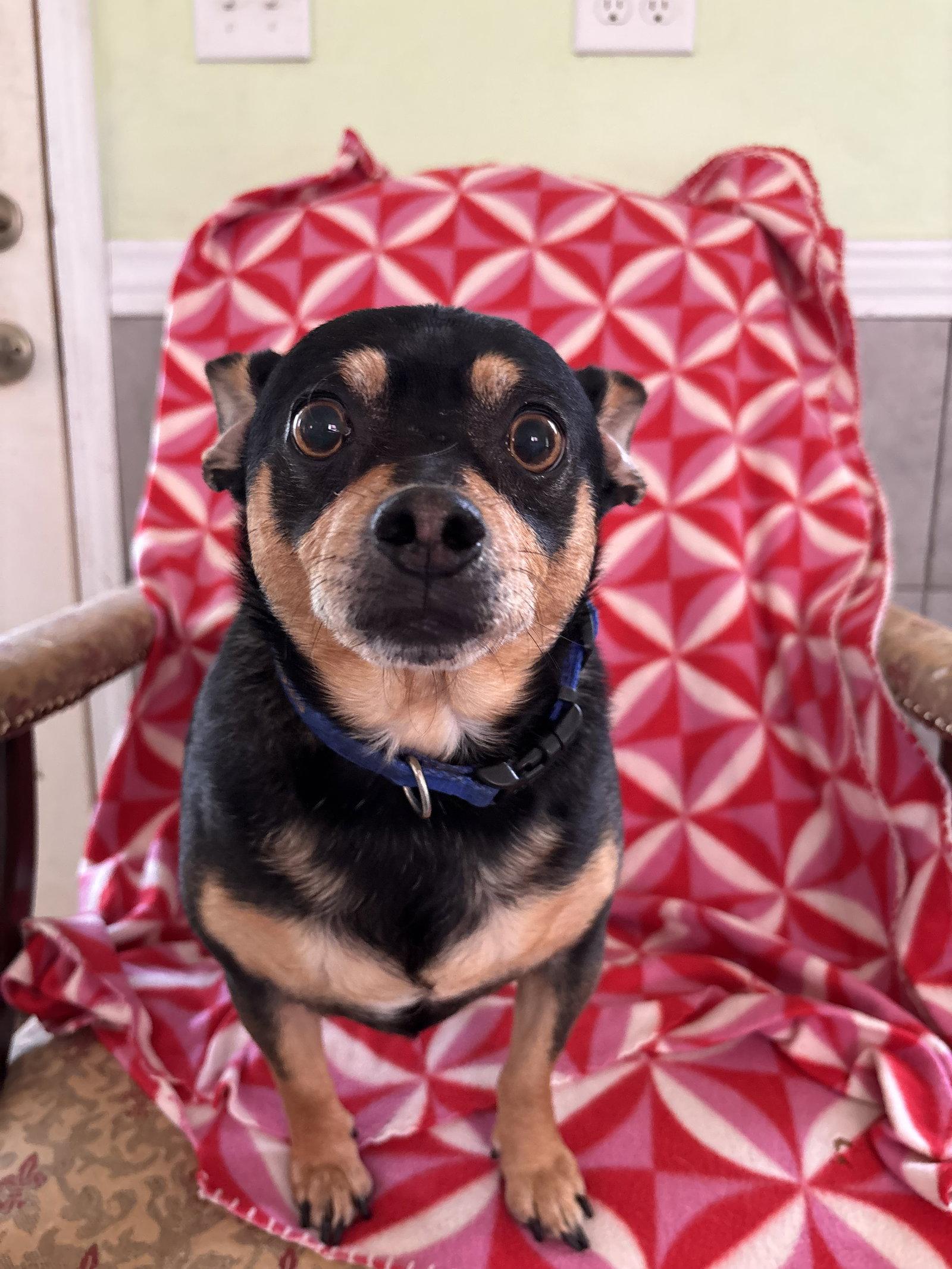 Enlarge Louie Sep 26, a Adoptable mixed breed in Pacolet, SC image 2/3