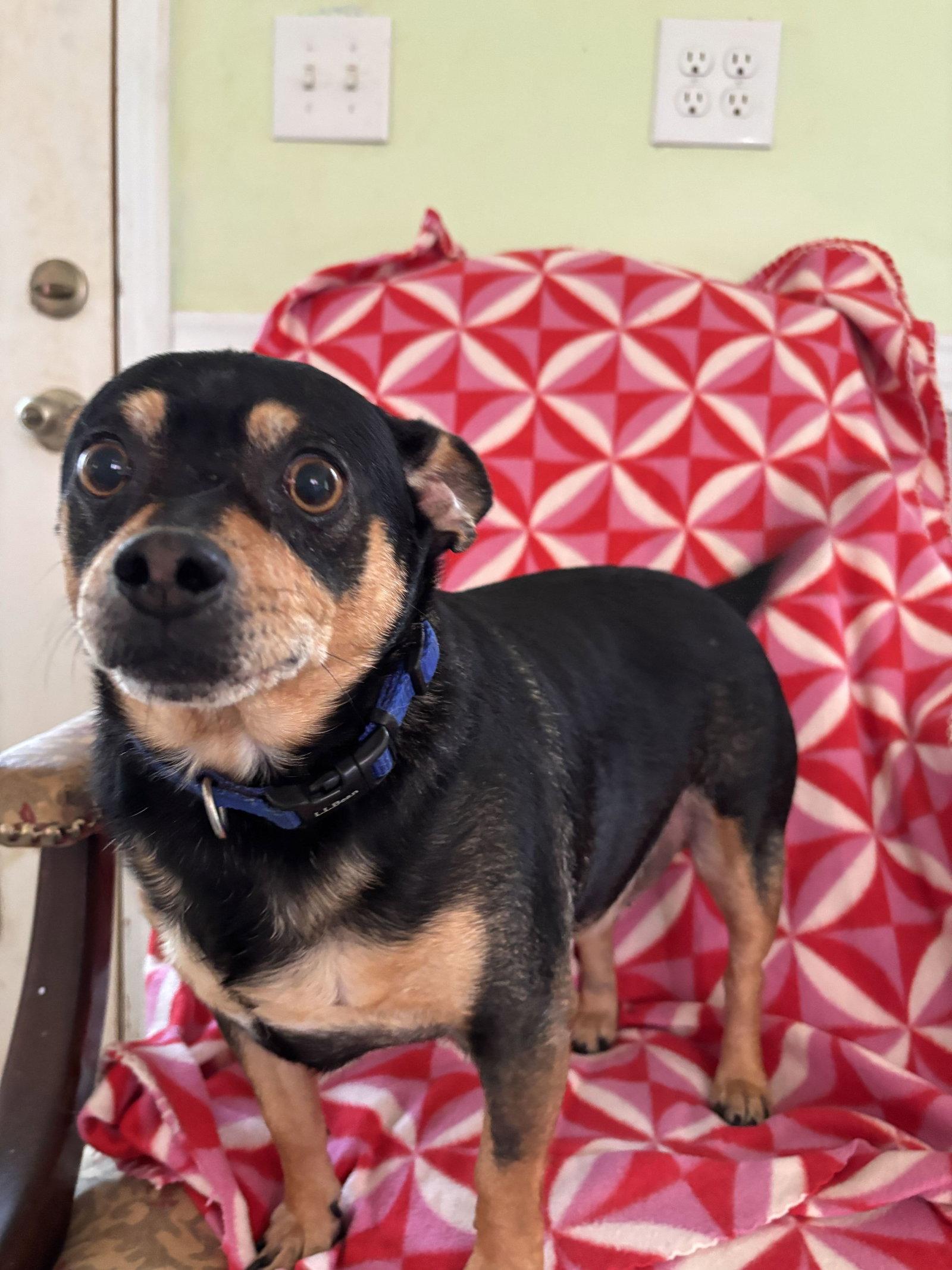 Enlarge Louie Sep 26, a Adoptable mixed breed in Pacolet, SC image 3/3