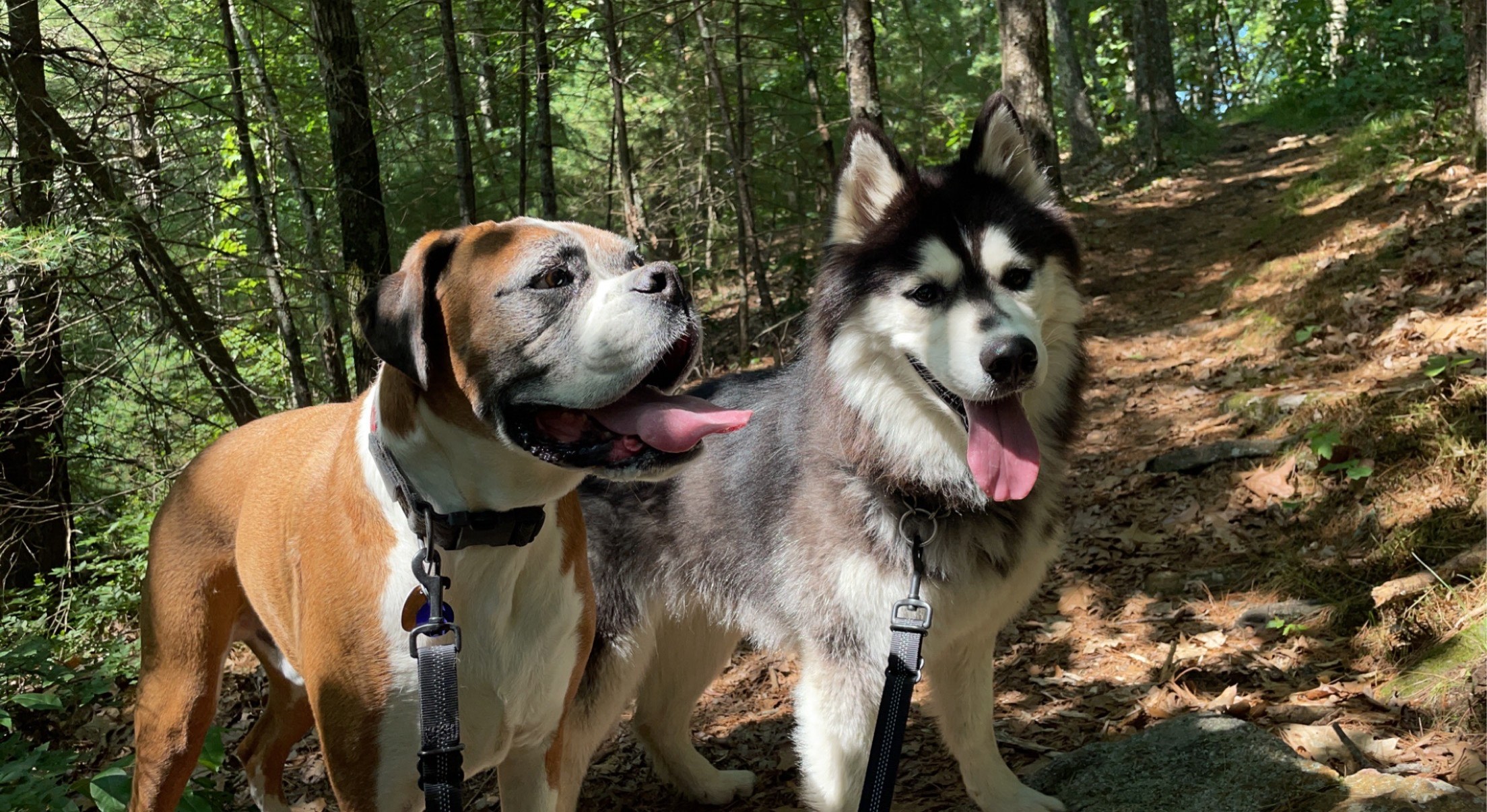 Loki (Courtesy Post) , an adoptable Husky in Willimantic, CT, 06226 | Photo Image 6