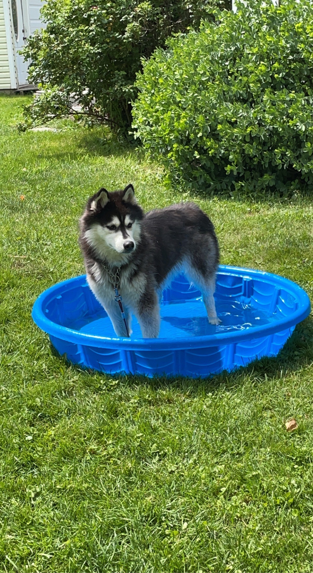 Loki (Courtesy Post) , an adoptable Husky in Willimantic, CT, 06226 | Photo Image 4