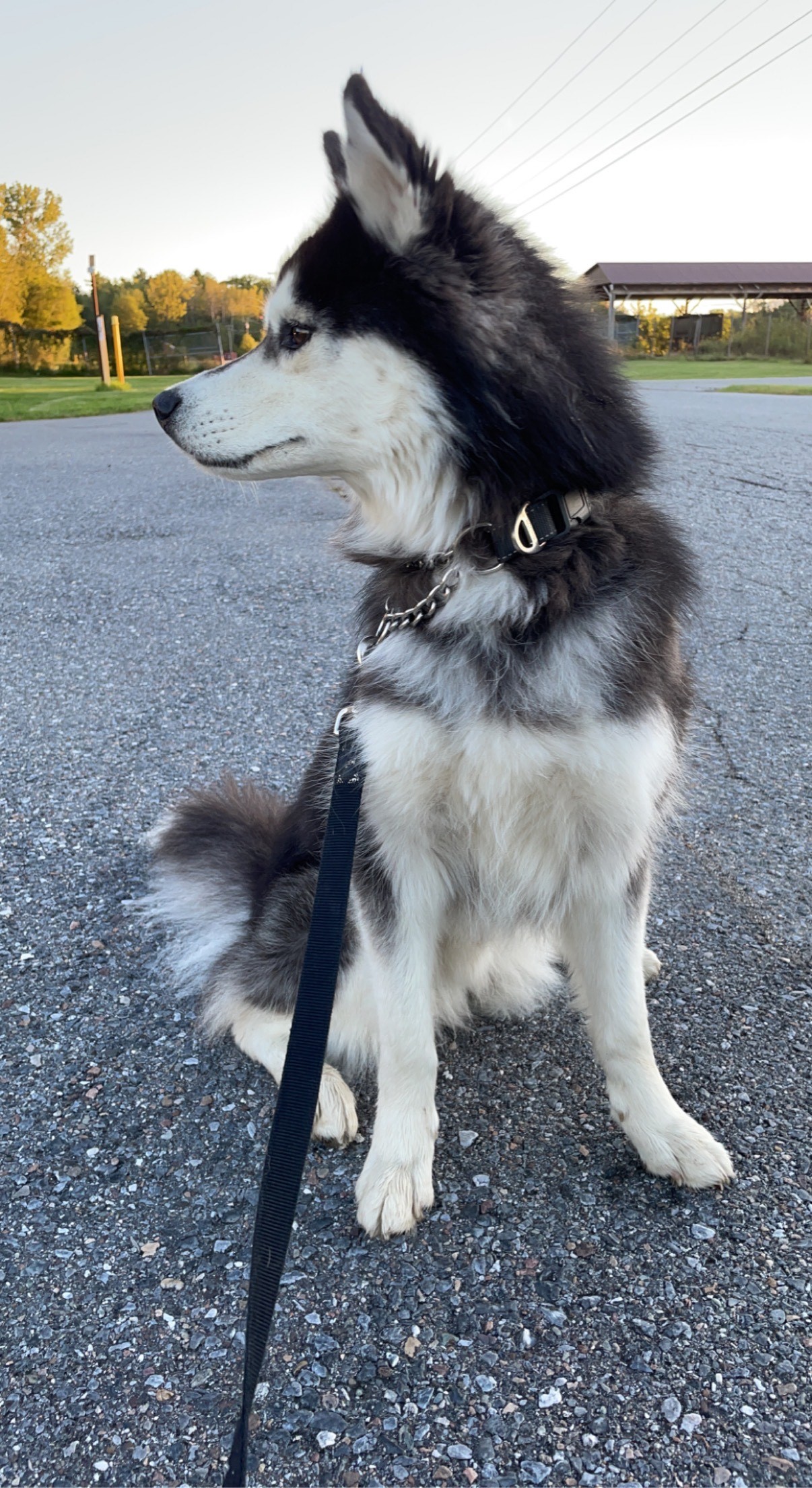 Loki (Courtesy Post) , an adoptable Husky in Willimantic, CT, 06226 | Photo Image 1