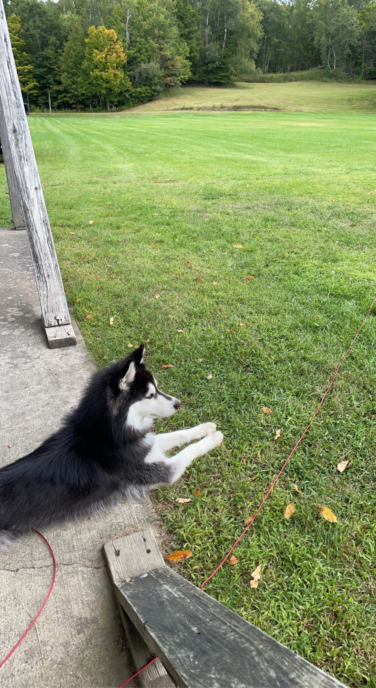 Loki (Courtesy Post) , an adoptable Husky in Willimantic, CT, 06226 | Photo Image 2