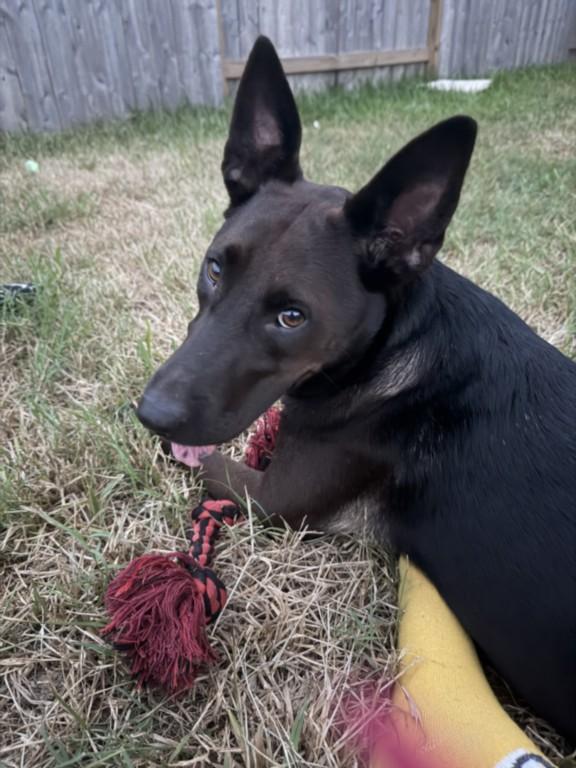 AZTECA, Adoptable, Young Female Labrador Retriever & Mixed Breed.