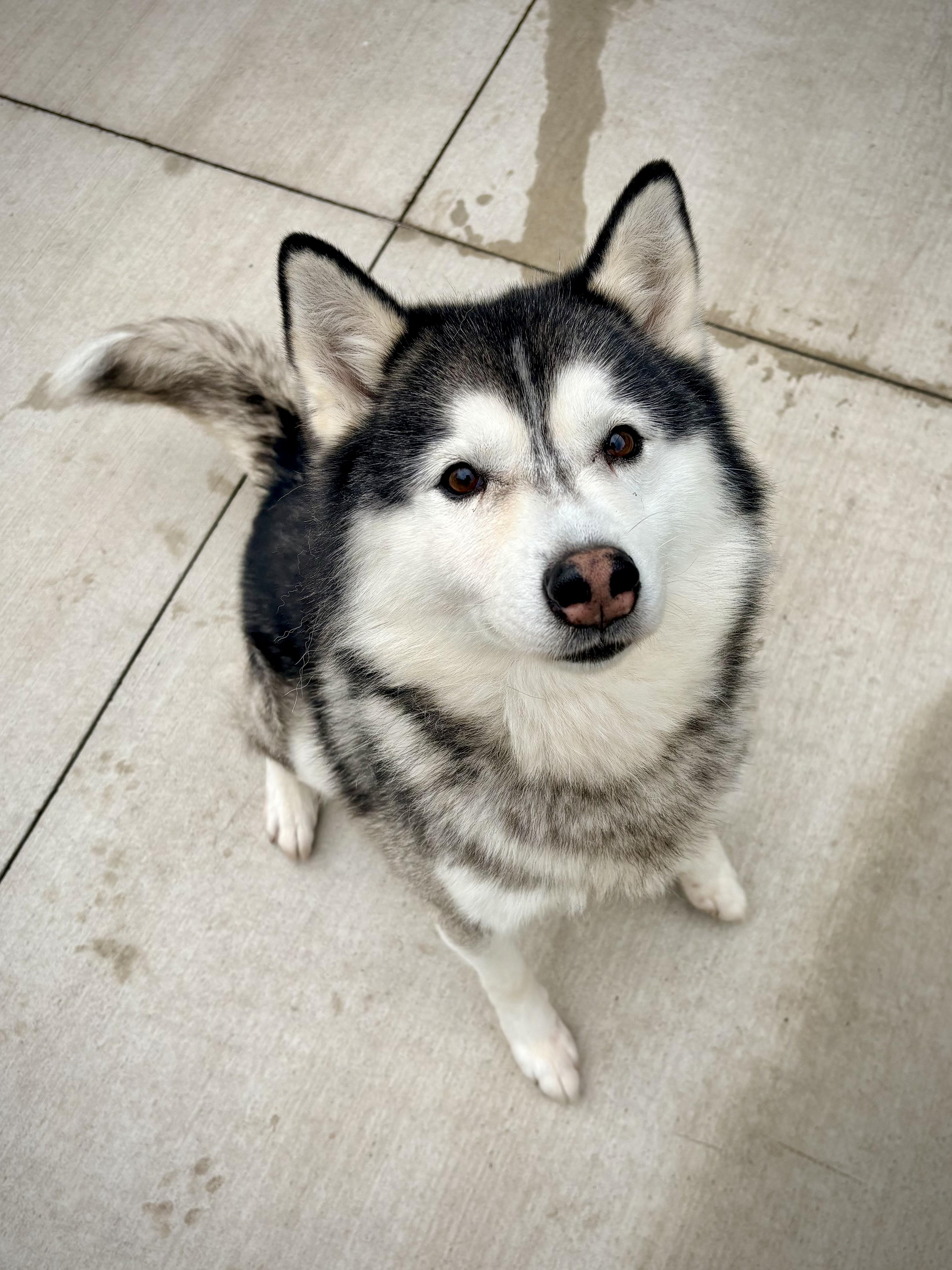 Enlarge Colby, a Adoptable mixed breed in Kalamazoo, MI image 3/6