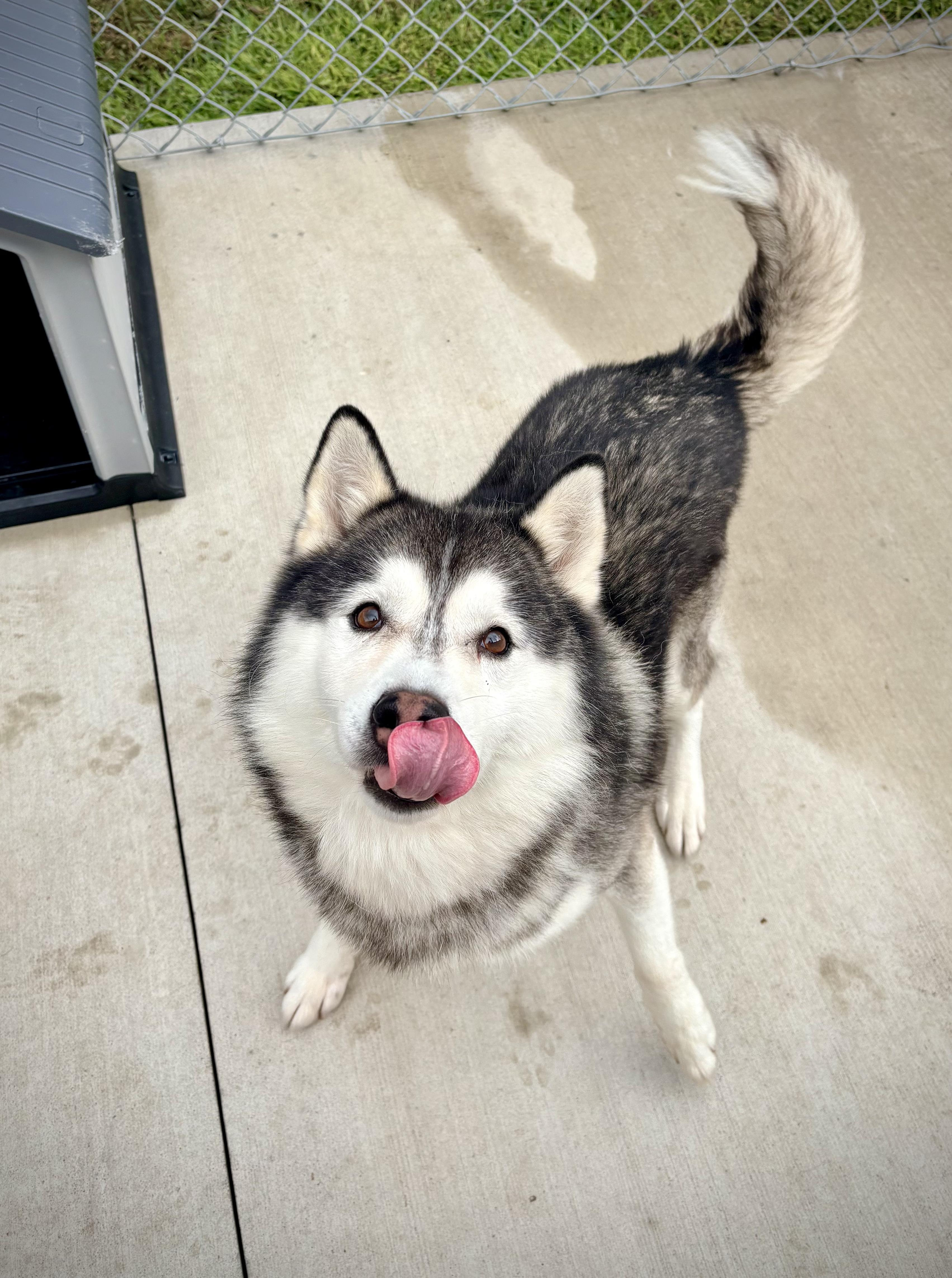 Enlarge Colby, a Adoptable mixed breed in Kalamazoo, MI image 6/6