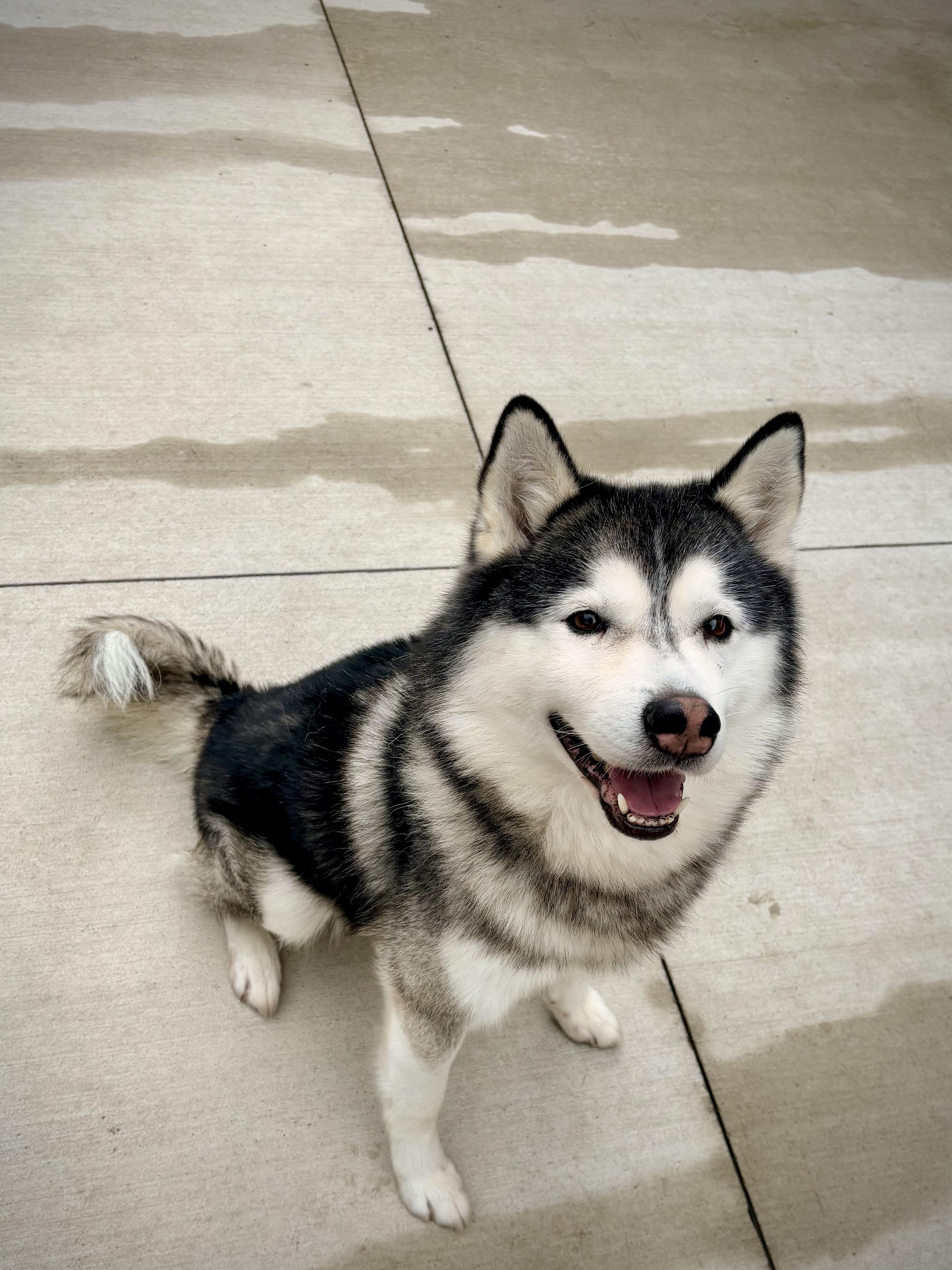 Enlarge Colby, a Adoptable mixed breed in Kalamazoo, MI image 4/6