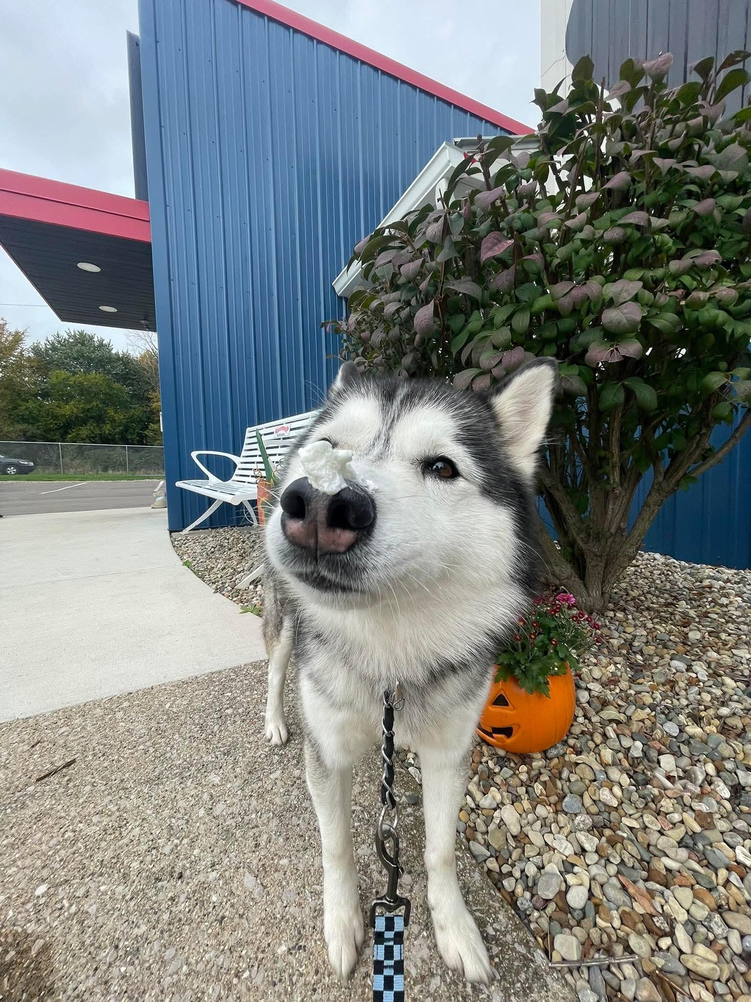 Enlarge Colby, a Adoptable mixed breed in Kalamazoo, MI image 2/6