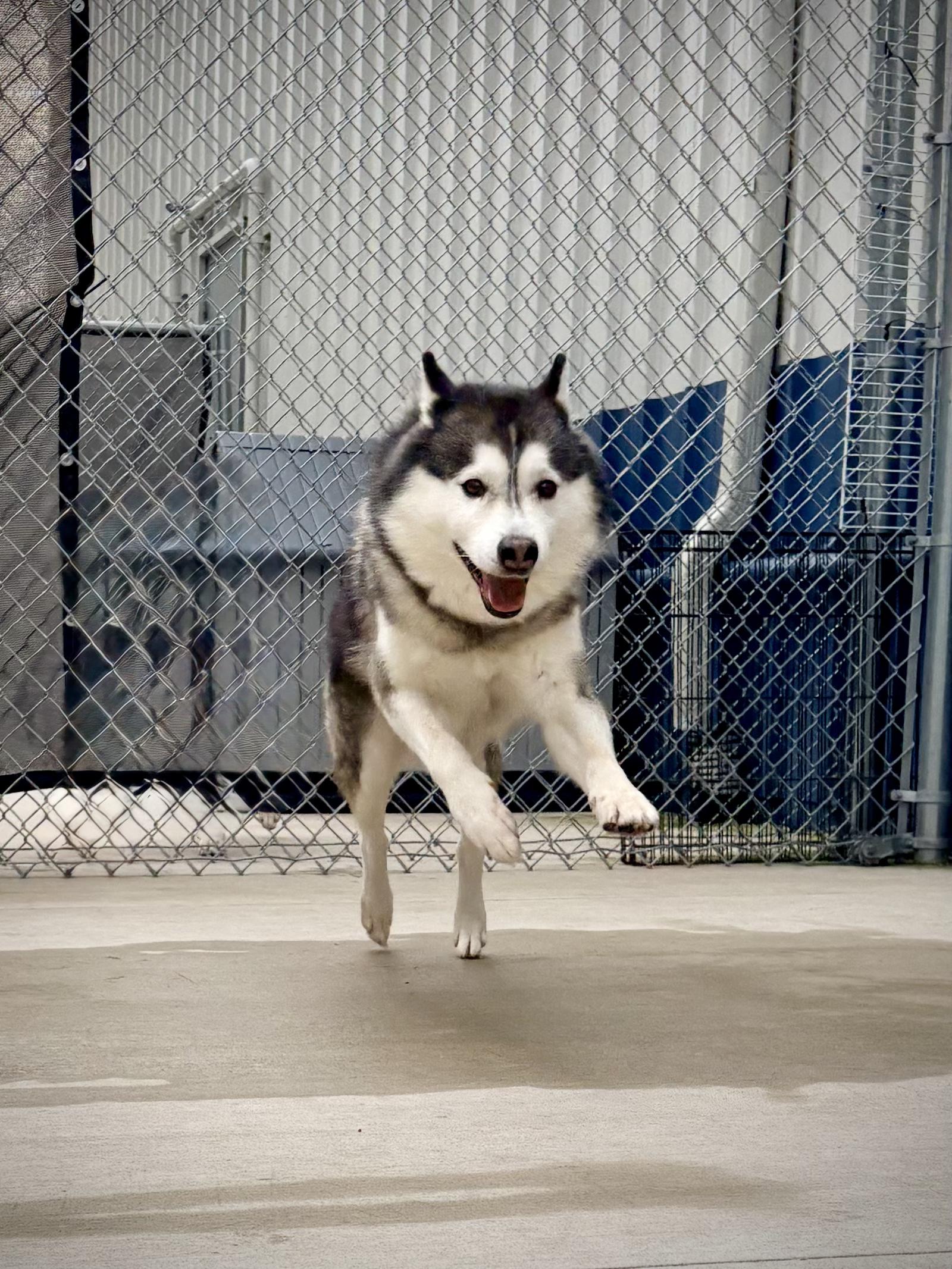 Enlarge Colby, a Adoptable mixed breed in Kalamazoo, MI image 5/6