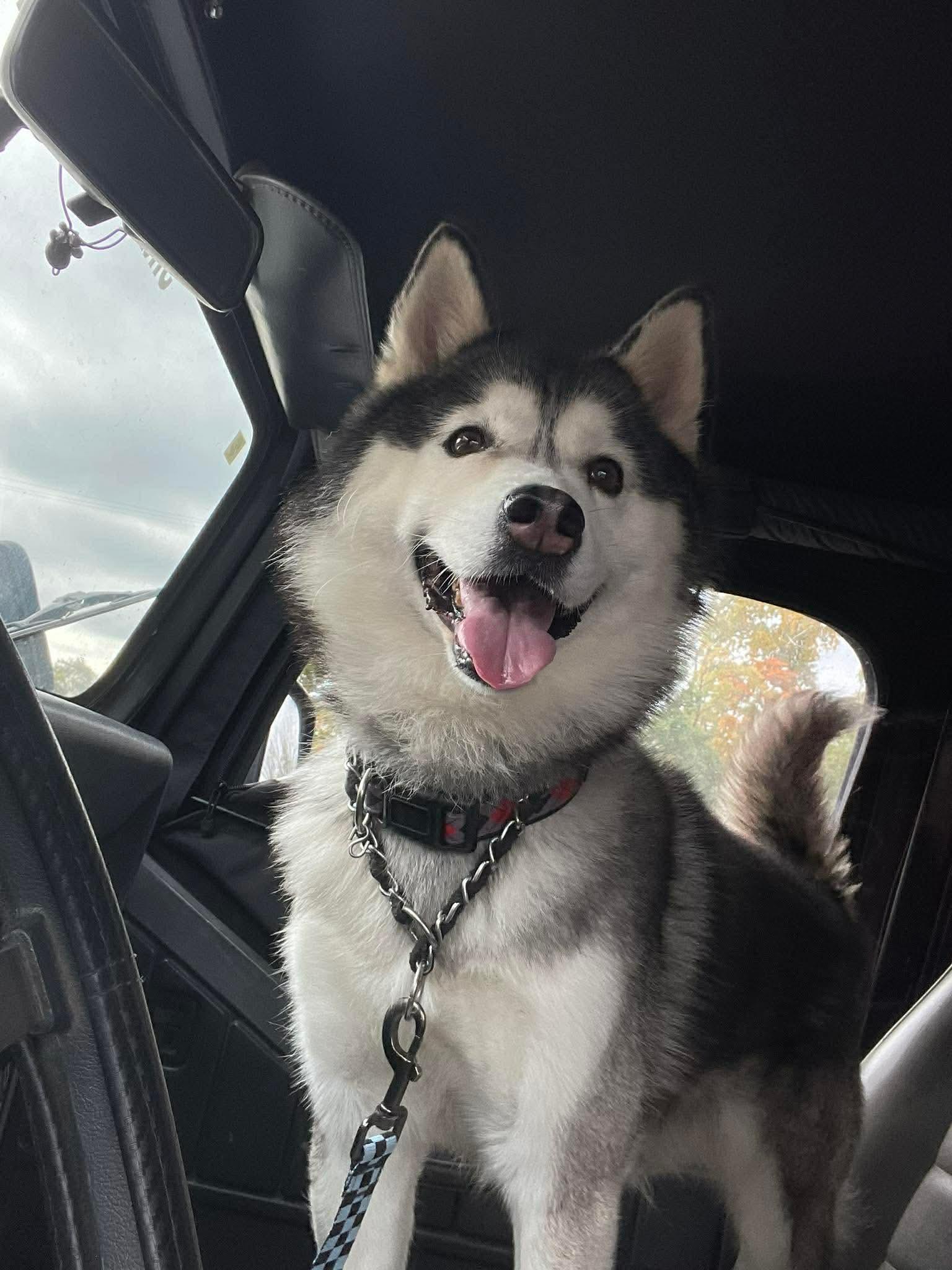 Colby, Adoptable, Senior Male Pomsky.