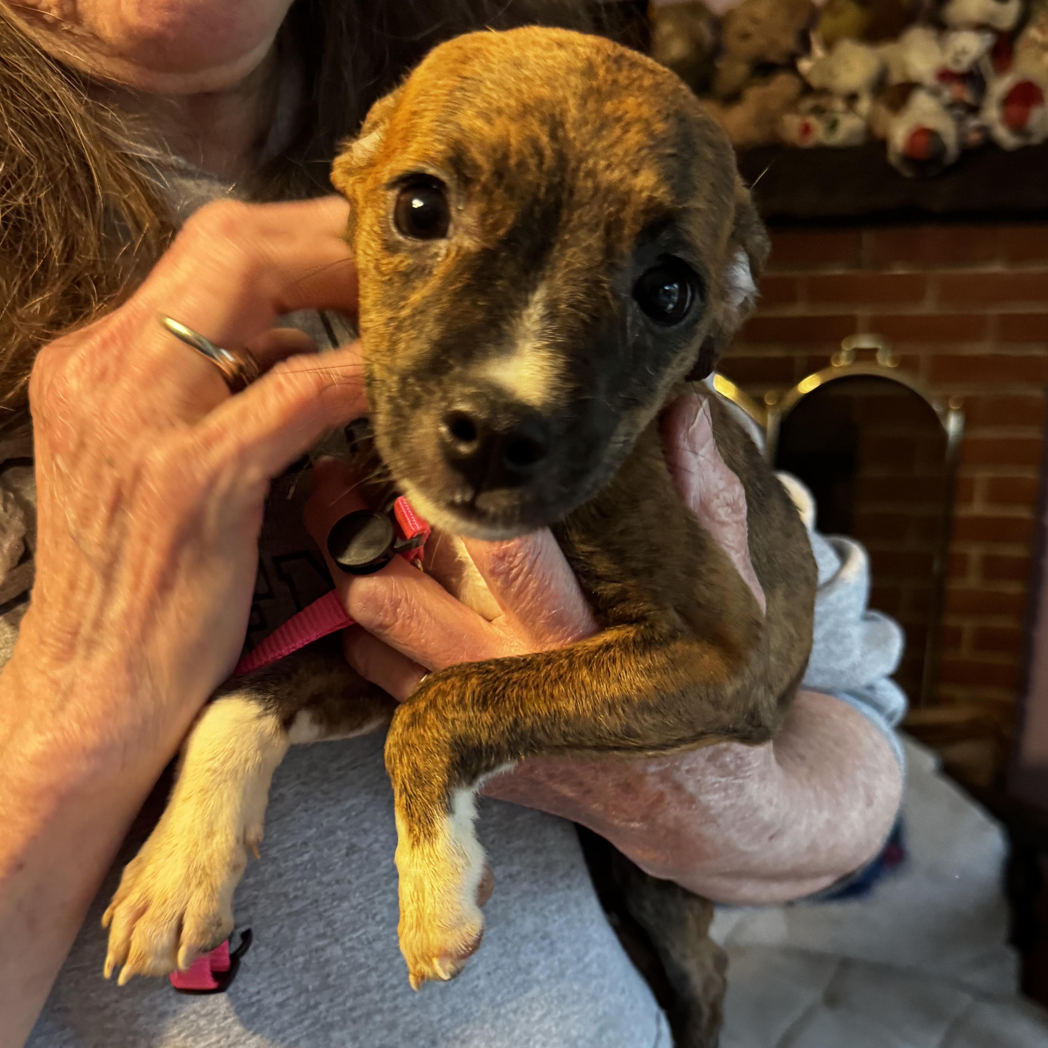 Hazelnut, an adopted mixed breed in Portland, ME image 3/5