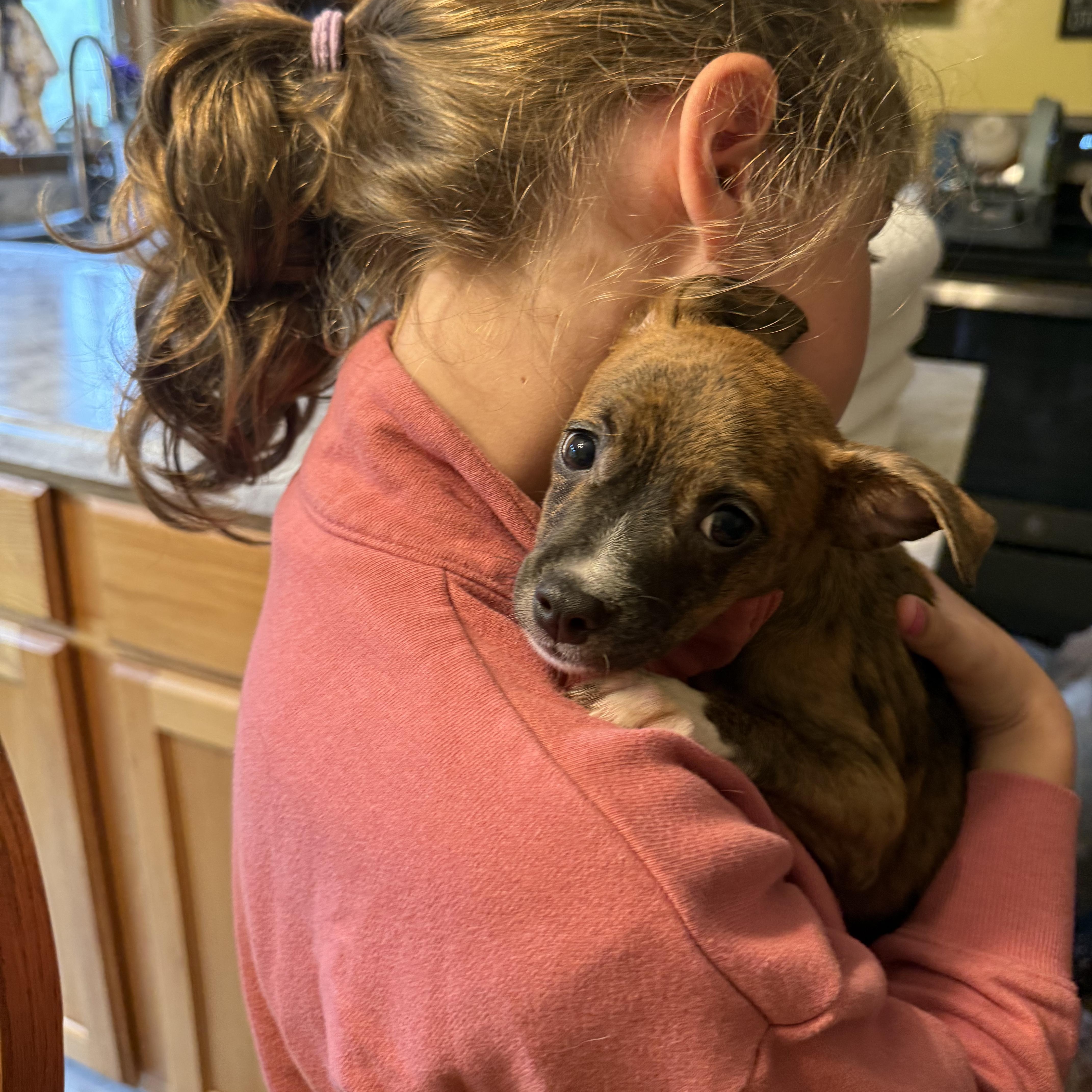 Hazelnut, an adopted mixed breed in Portland, ME image 2/5