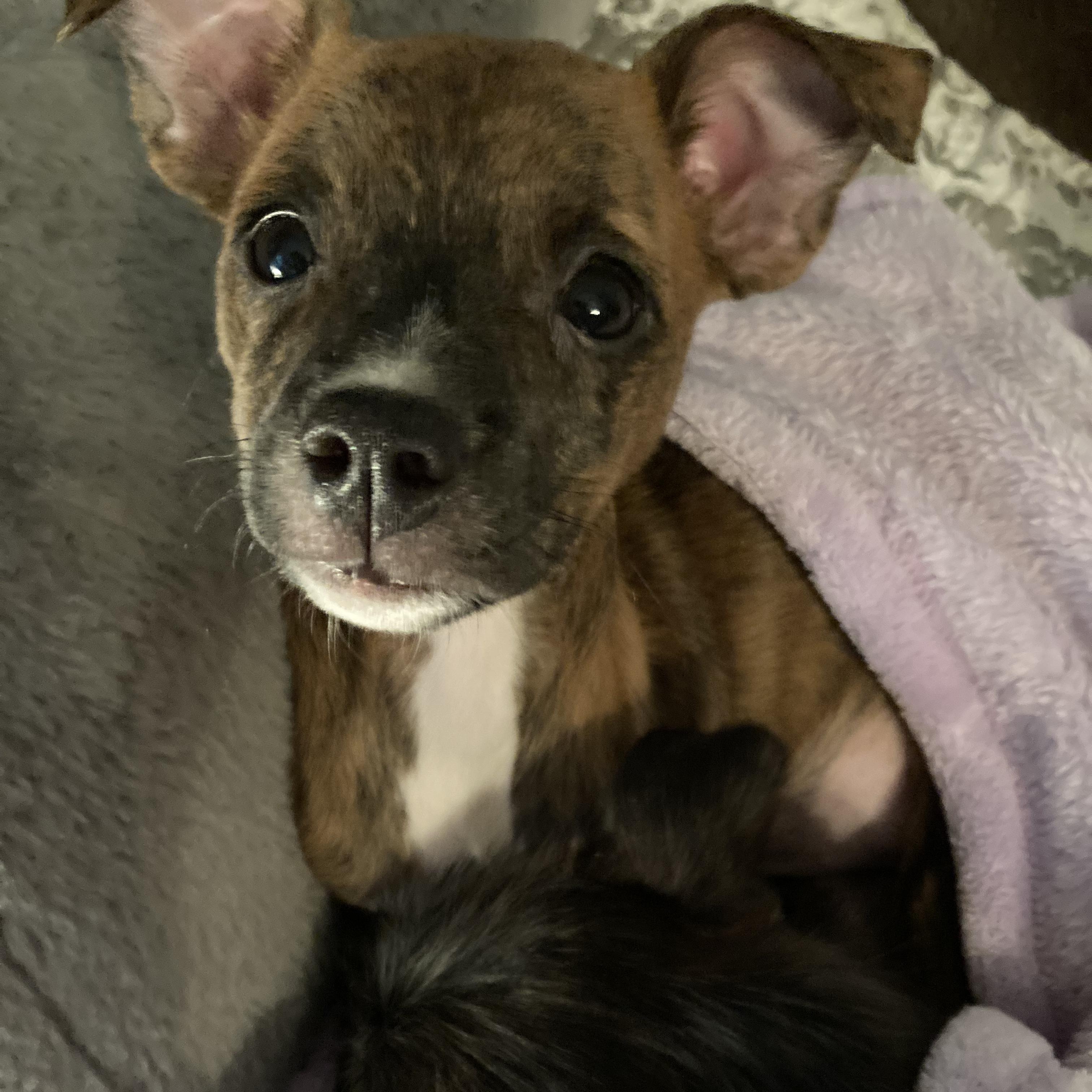 Hazelnut, adopted, Puppy Female Chihuahua.