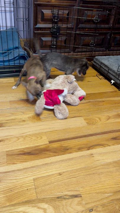 Enlarge Hazelnut, an adopted mixed breed in Portland, ME video 4/5