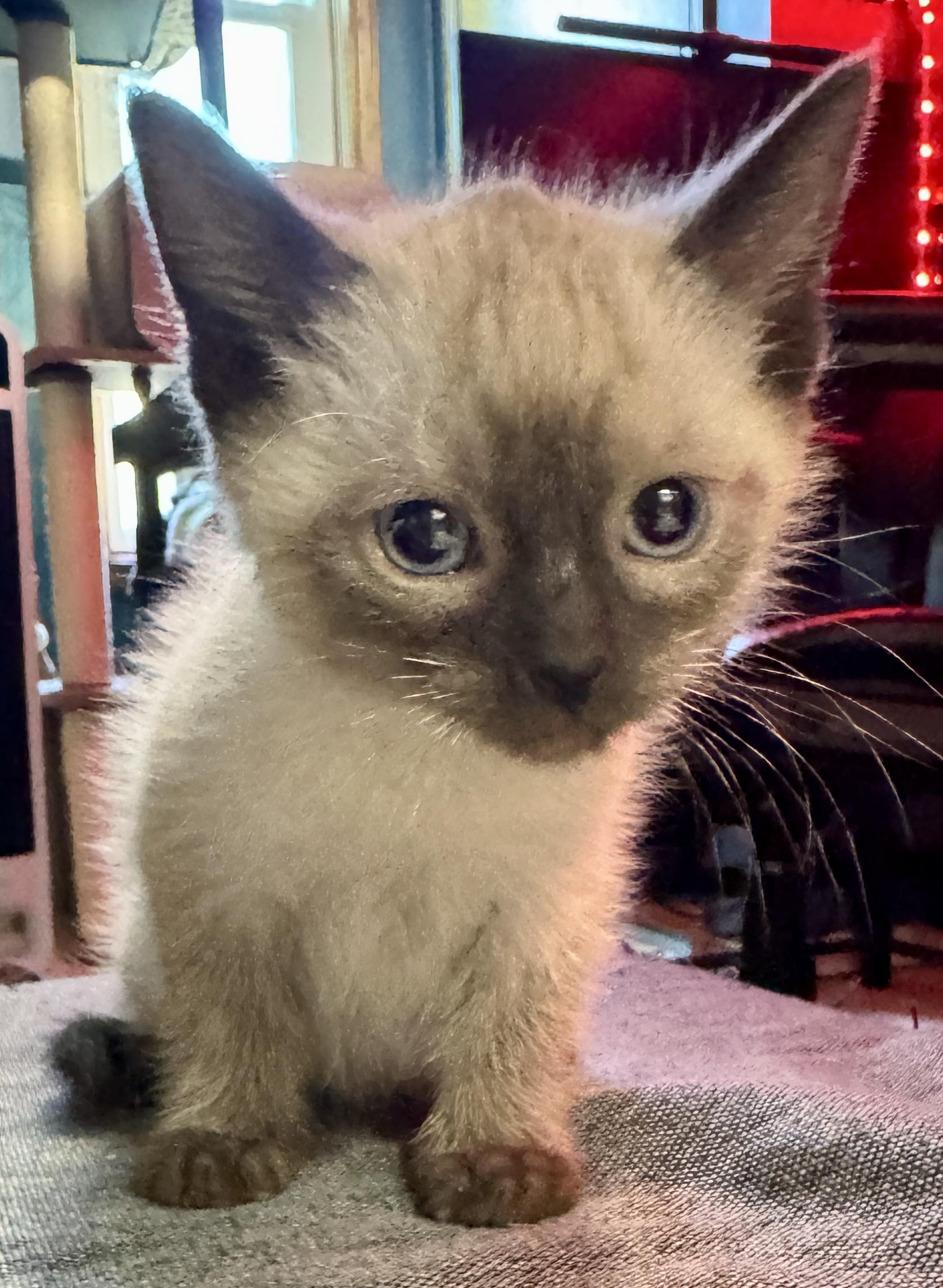 Enlarge Angel , a ADOPTABLE Domestic Short Hair in Port Washington, WI image 2/4