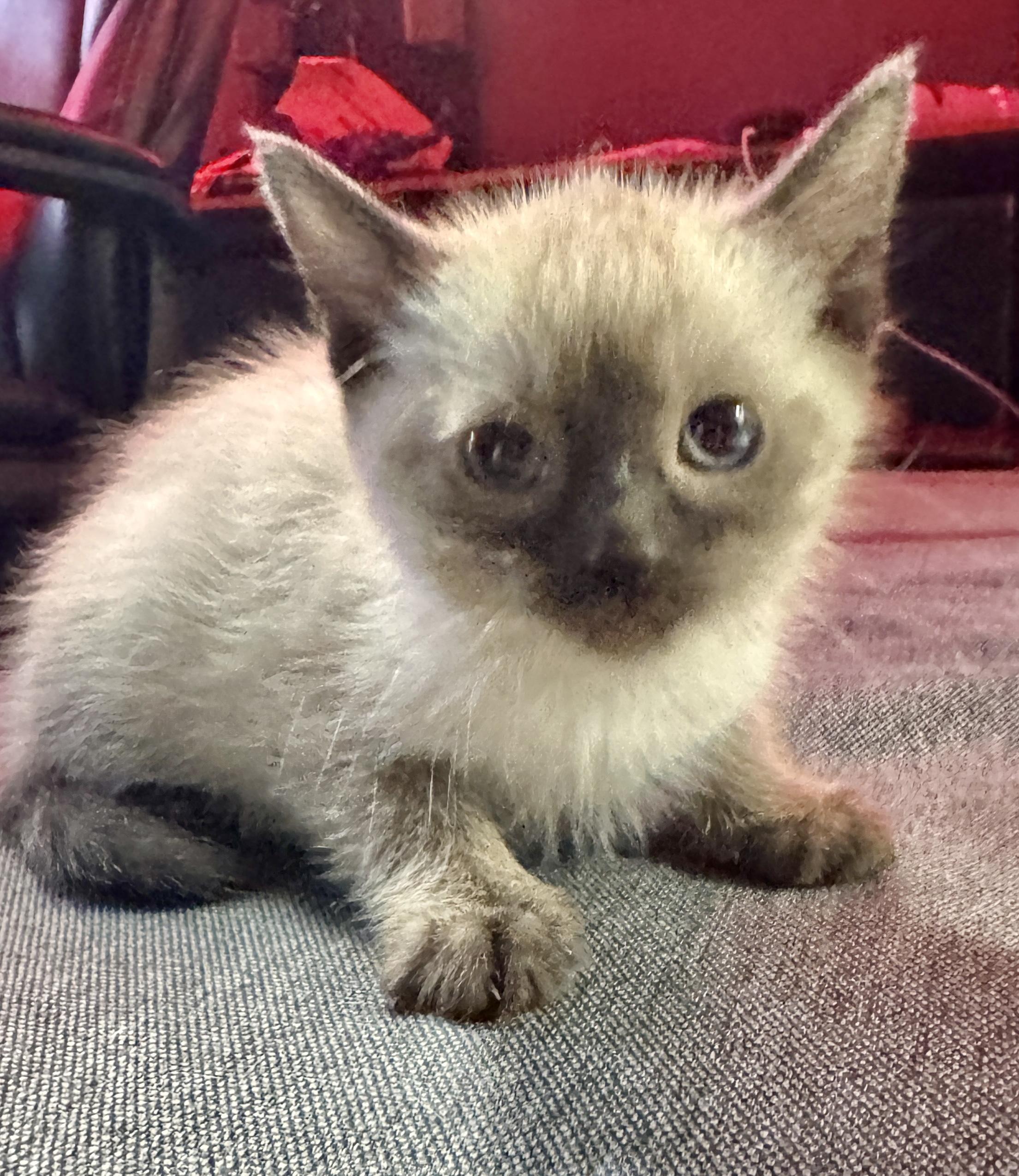 Angel , ADOPTABLE, Kitten Female Domestic Short Hair.