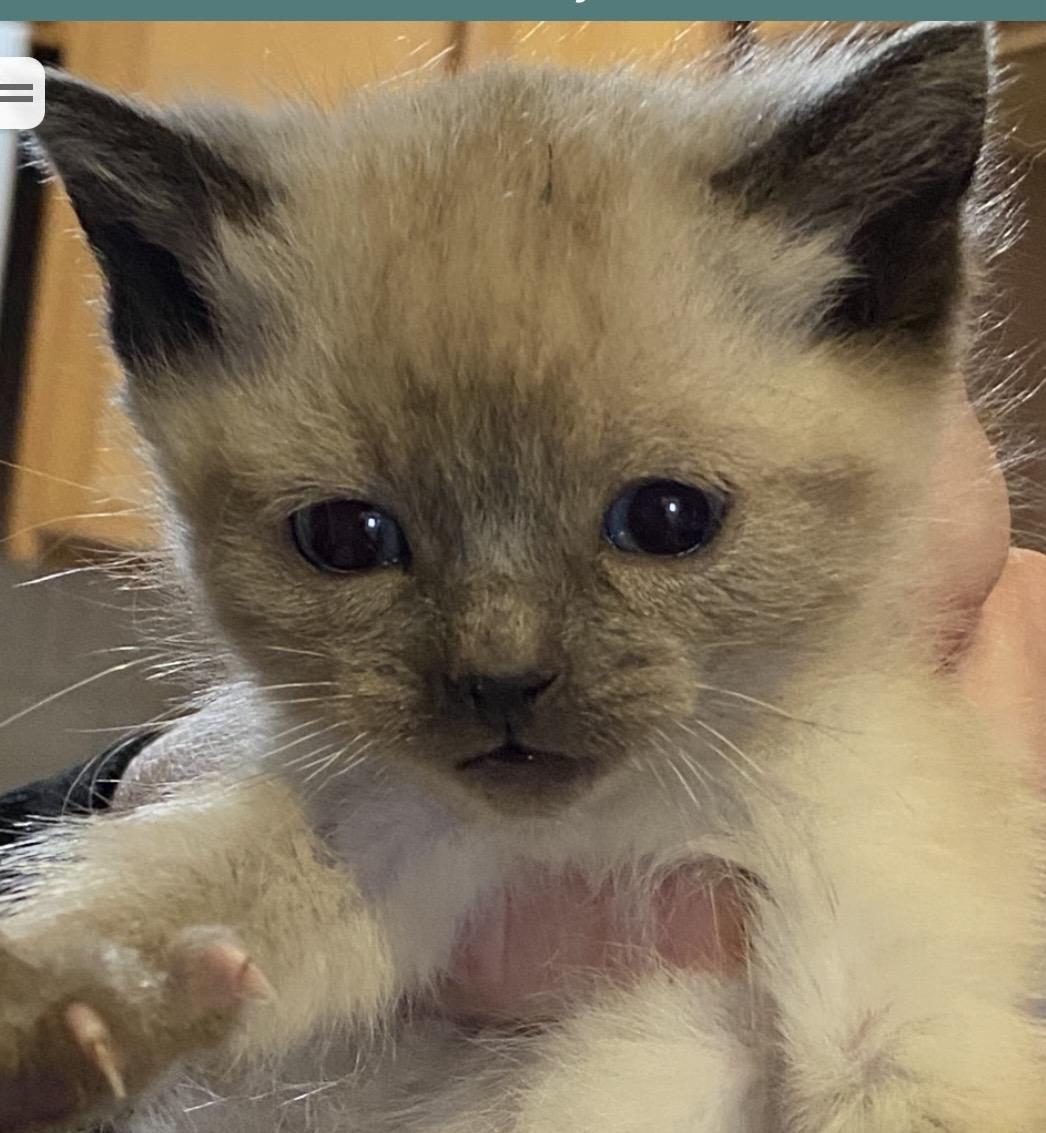 Enlarge Angel , a ADOPTABLE Domestic Short Hair in Port Washington, WI image 3/4