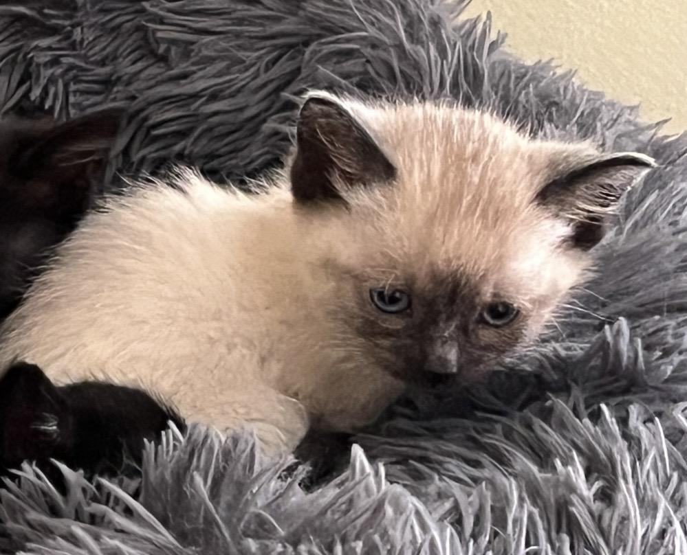 Enlarge Angel , a ADOPTABLE Domestic Short Hair in Port Washington, WI image 4/4