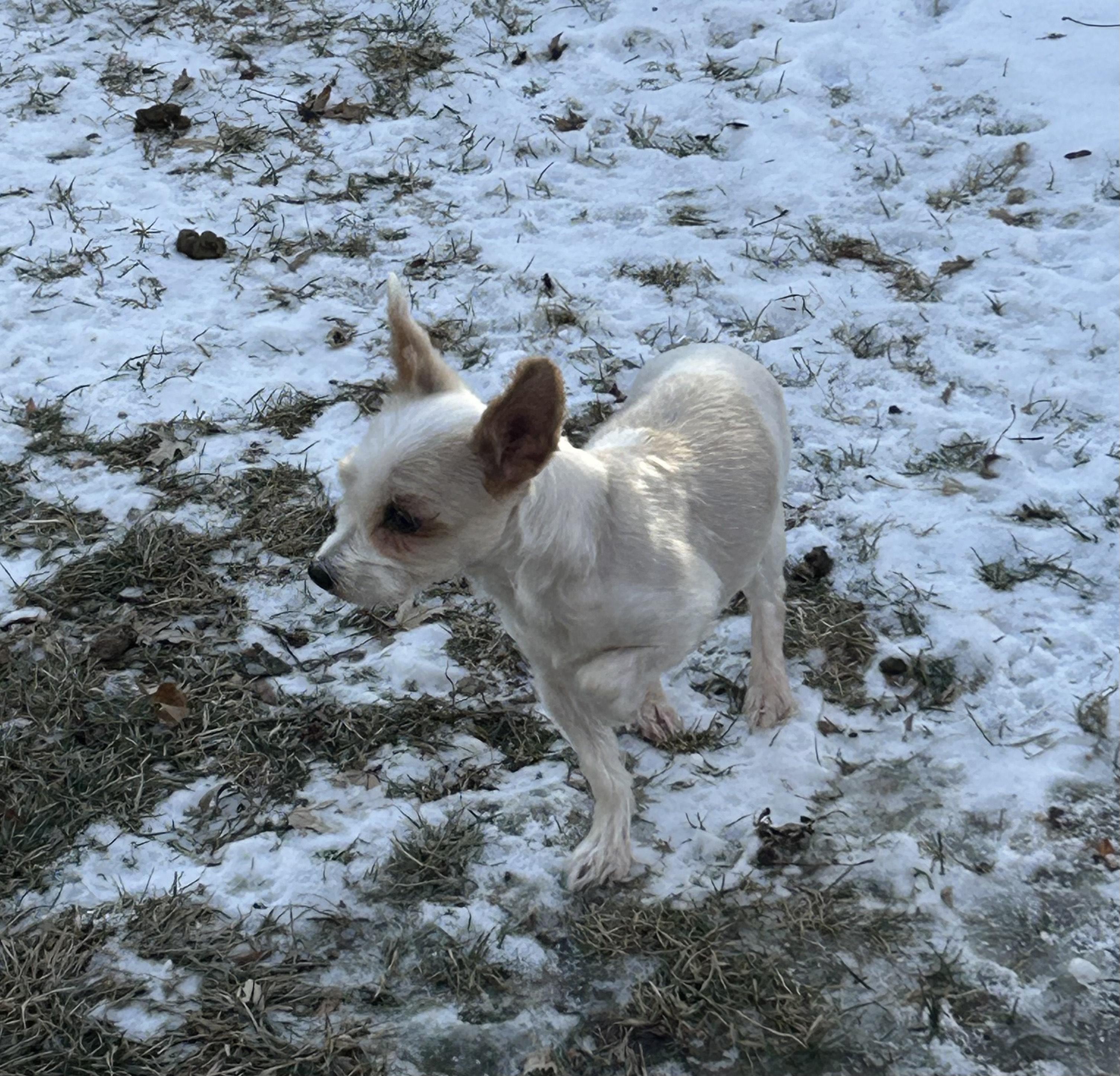 Luna ADOPTED, a ADOPTABLE Yorkshire Terrier in Union Grove, WI image 5/6