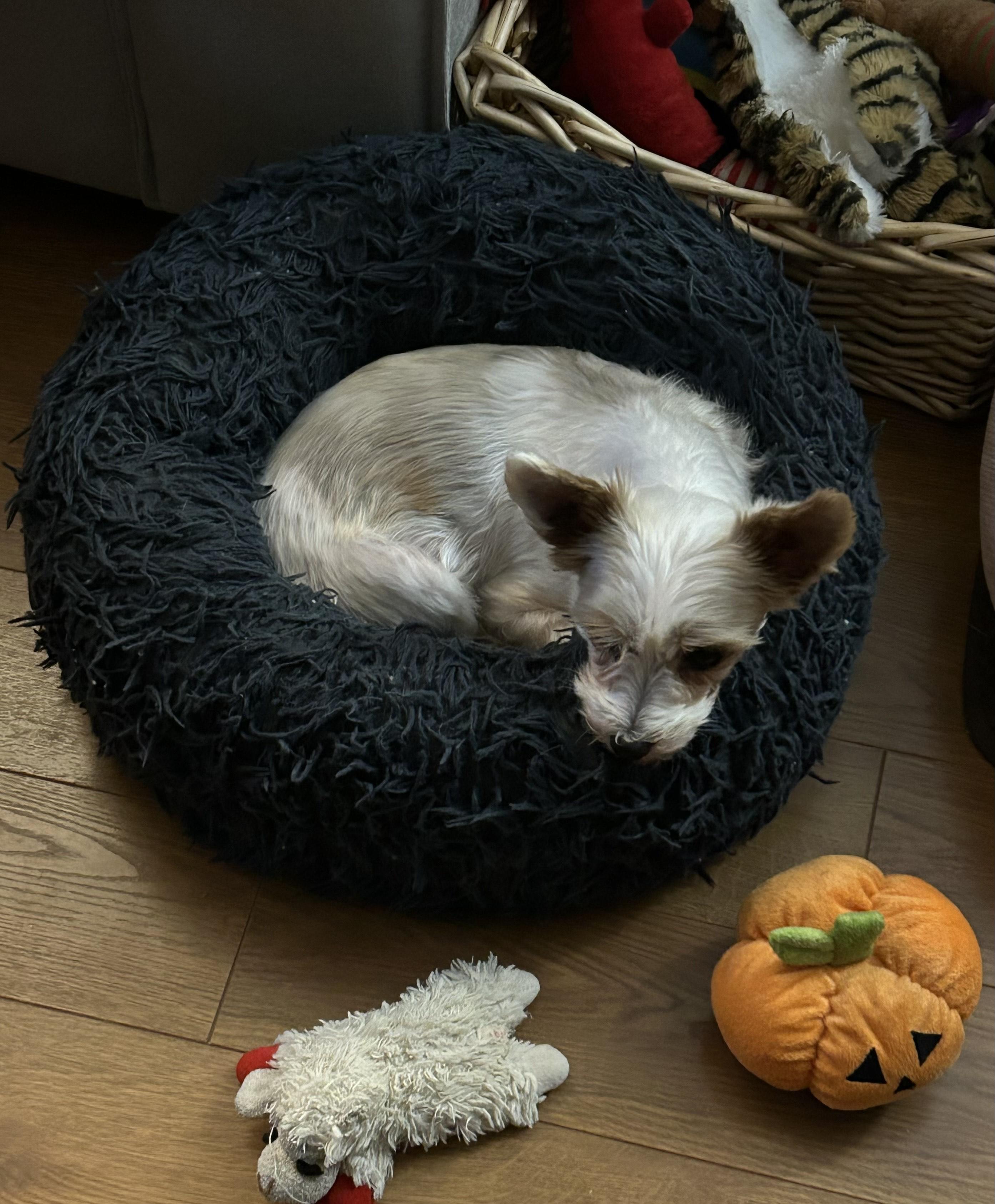 Luna ADOPTED, a ADOPTABLE Yorkshire Terrier in Union Grove, WI image 3/6