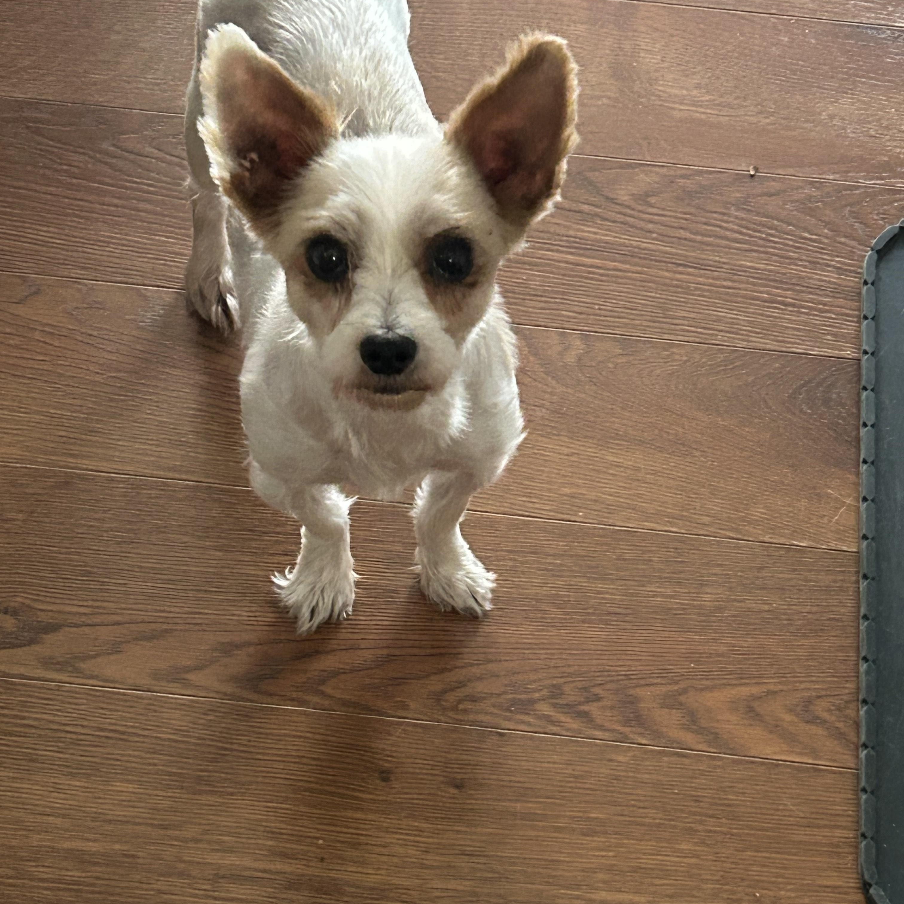 Luna ADOPTED, a ADOPTABLE Yorkshire Terrier in Union Grove, WI image 2/6