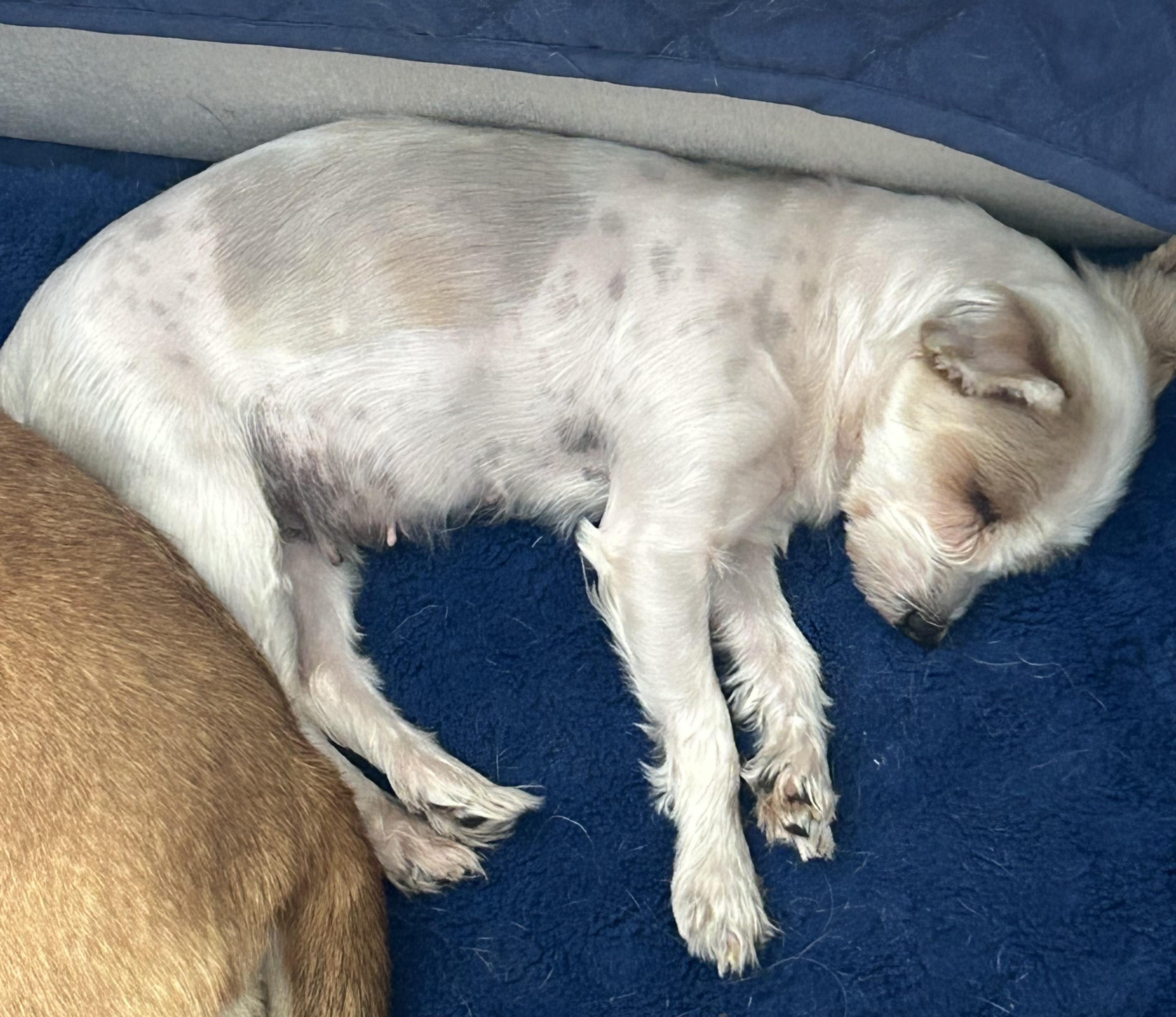 Luna ADOPTED, a ADOPTABLE Yorkshire Terrier in Union Grove, WI image 4/6