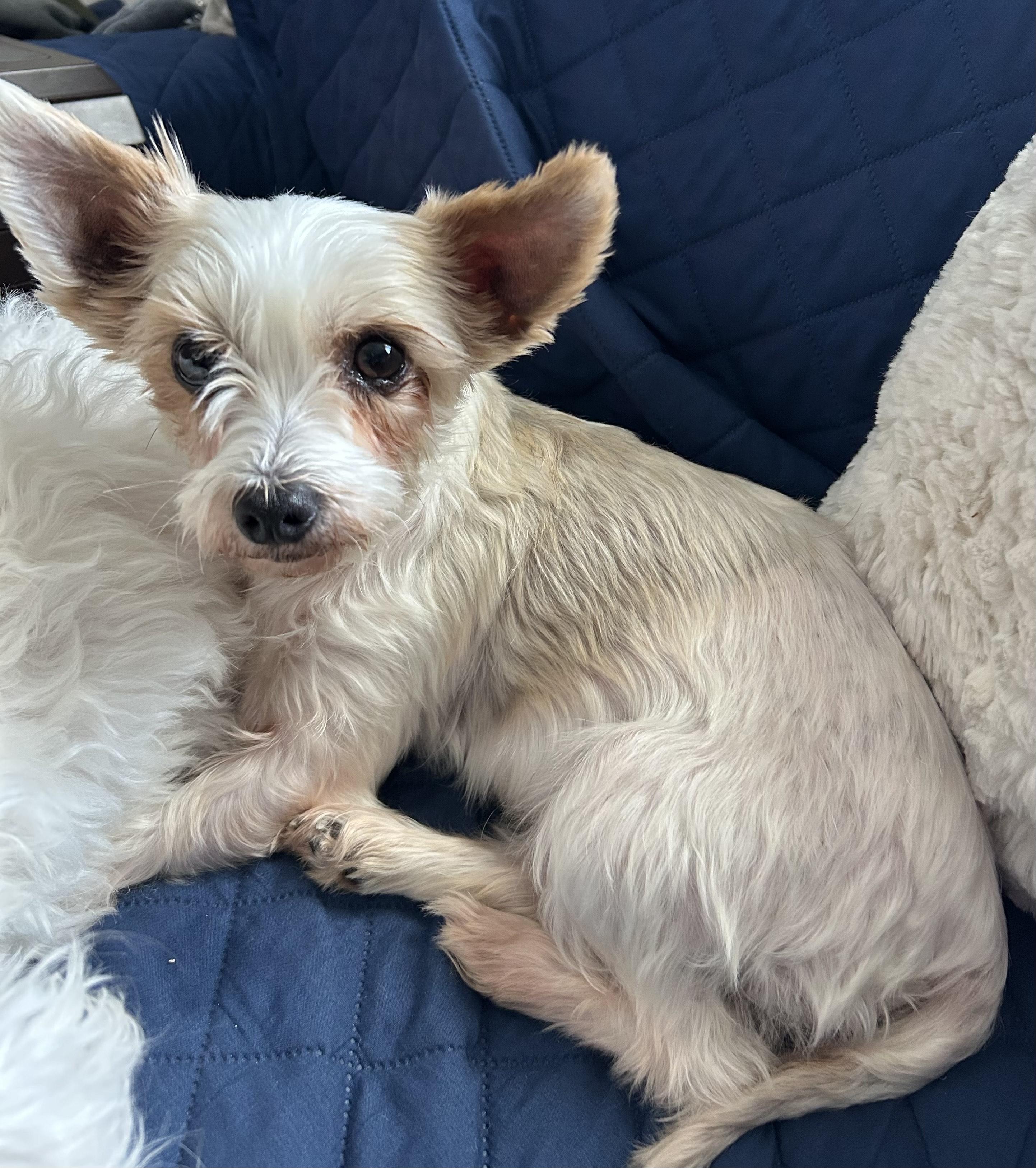 Luna ADOPTED, a ADOPTABLE Yorkshire Terrier in Union Grove, WI image 6/6