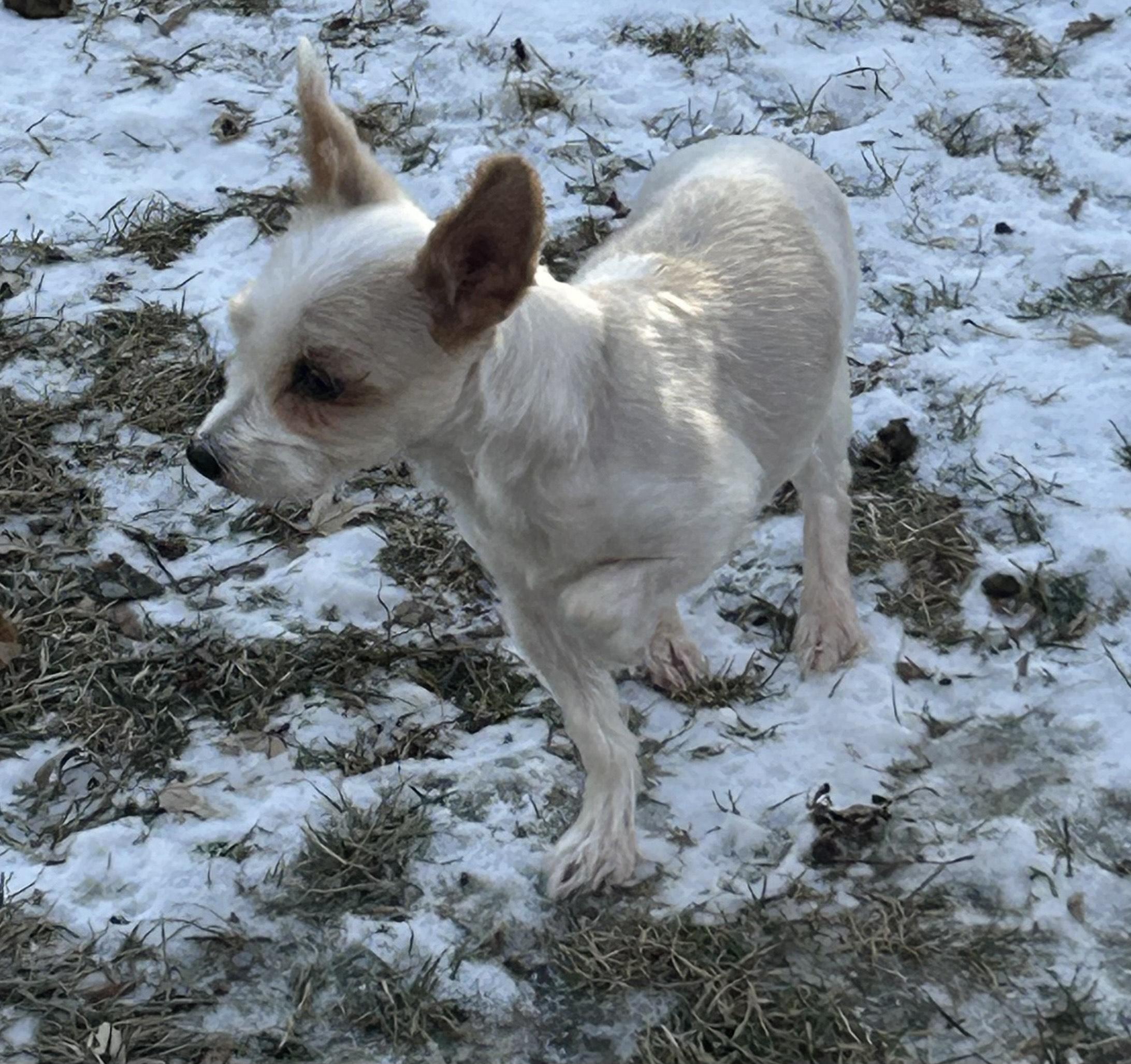 Luna , ADOPTABLE, Young Female Yorkshire Terrier.