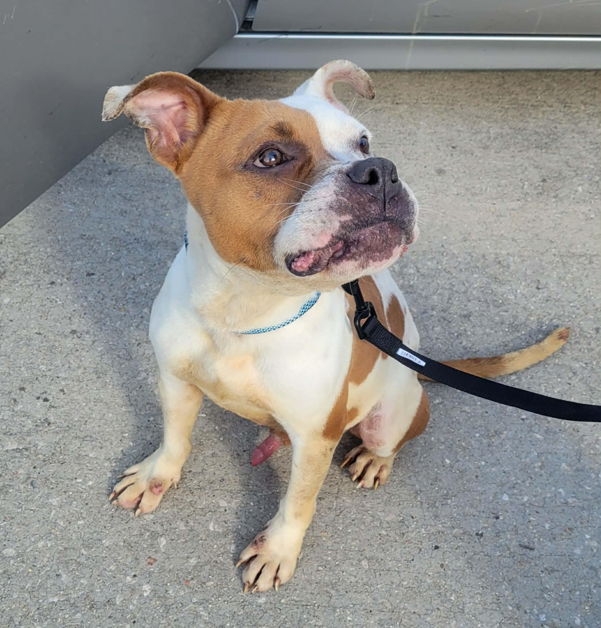 Enlarge BAYOU, a ADOPTABLE mixed breed in LaPlace, LA image 2/3