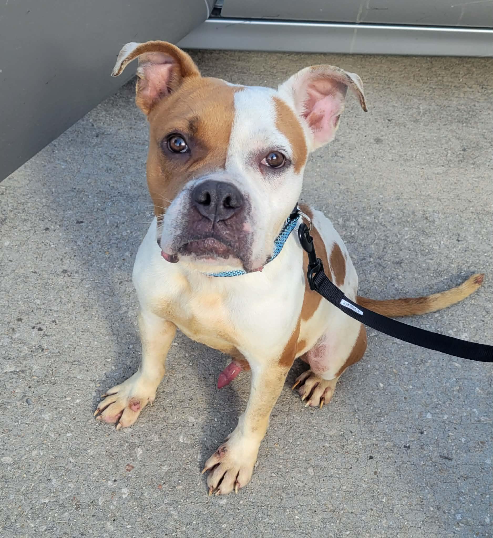 BAYOU, ADOPTABLE, Adult Male Bulldog.