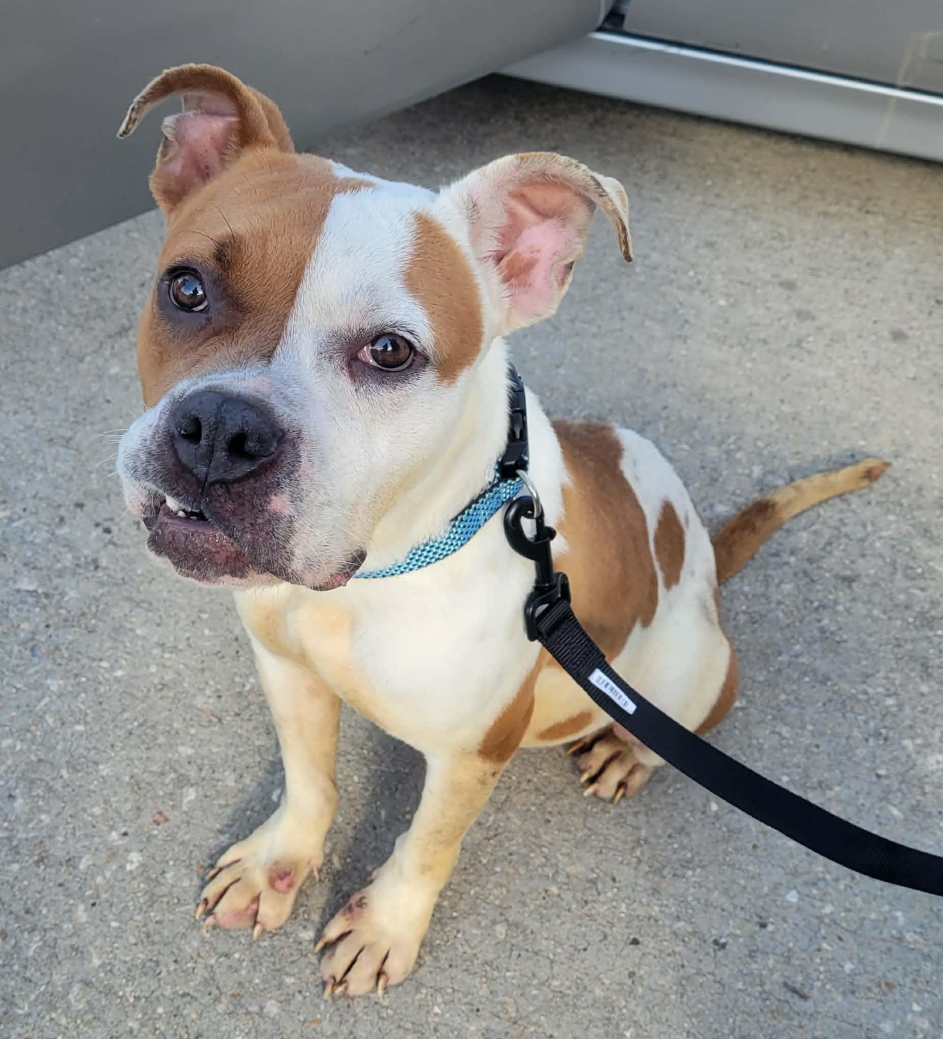 Enlarge BAYOU, a ADOPTABLE mixed breed in LaPlace, LA image 3/3