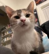 Athena, ADOPTABLE, Adult Female Domestic Short Hair.