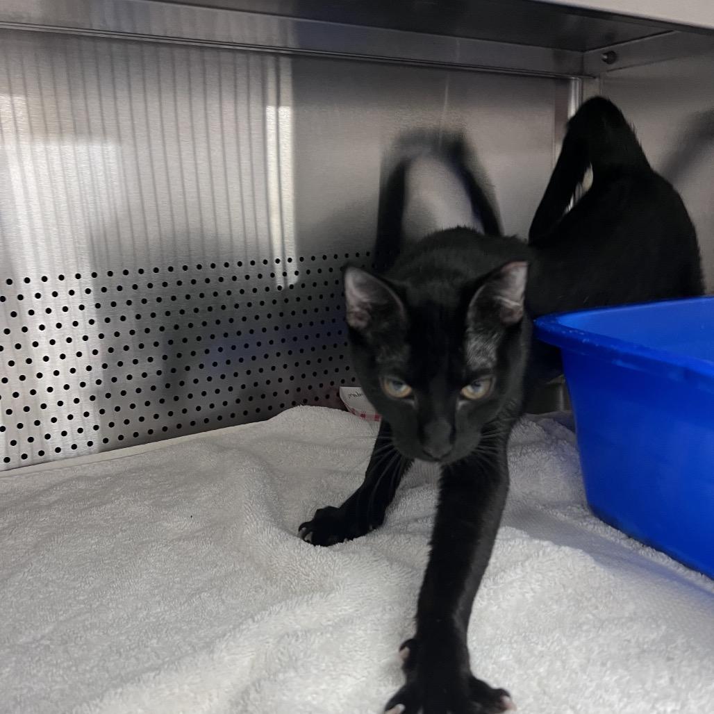 Mandarin, Adoptable, Adult Female Domestic Short Hair.