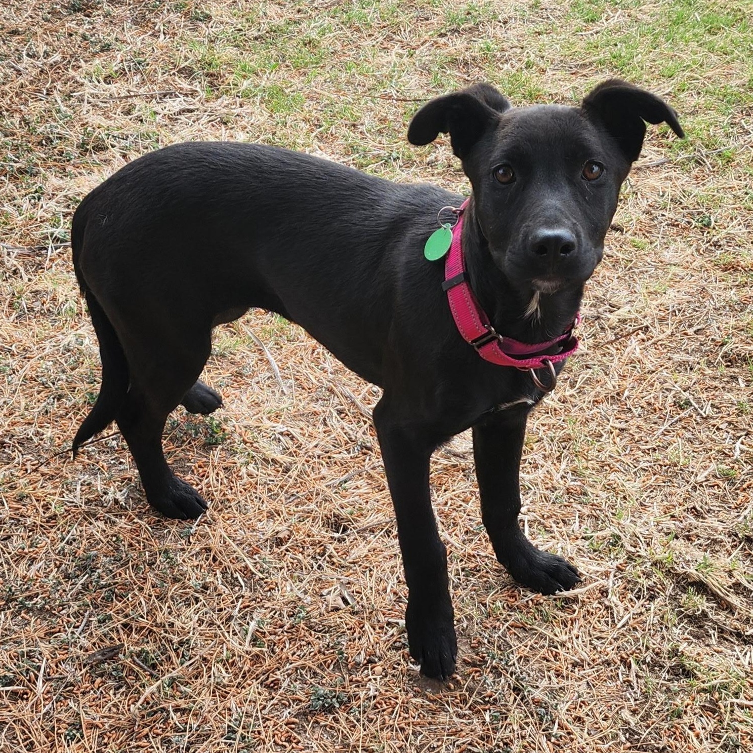Avah, ADOPTABLE, Puppy Female Mixed Breed.
