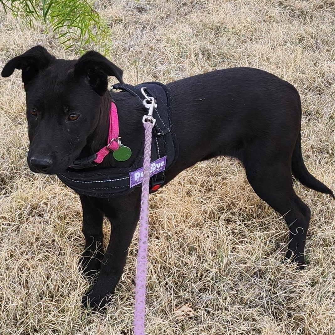Enlarge Avah, a ADOPTABLE mixed breed in Marfa, TX image 3/4