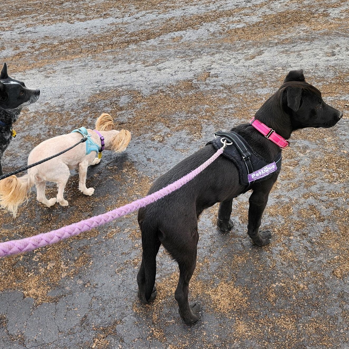 Enlarge Avah, a ADOPTABLE mixed breed in Marfa, TX image 4/4
