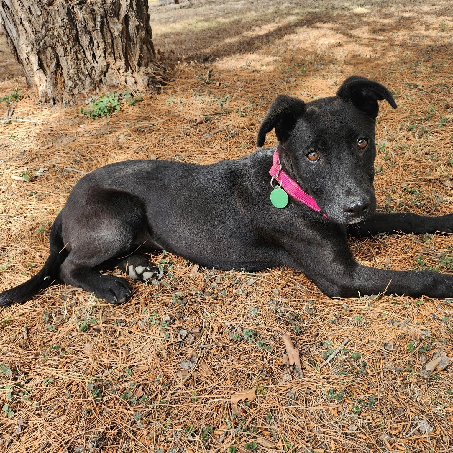 Enlarge Avah, a ADOPTABLE mixed breed in Marfa, TX image 2/4