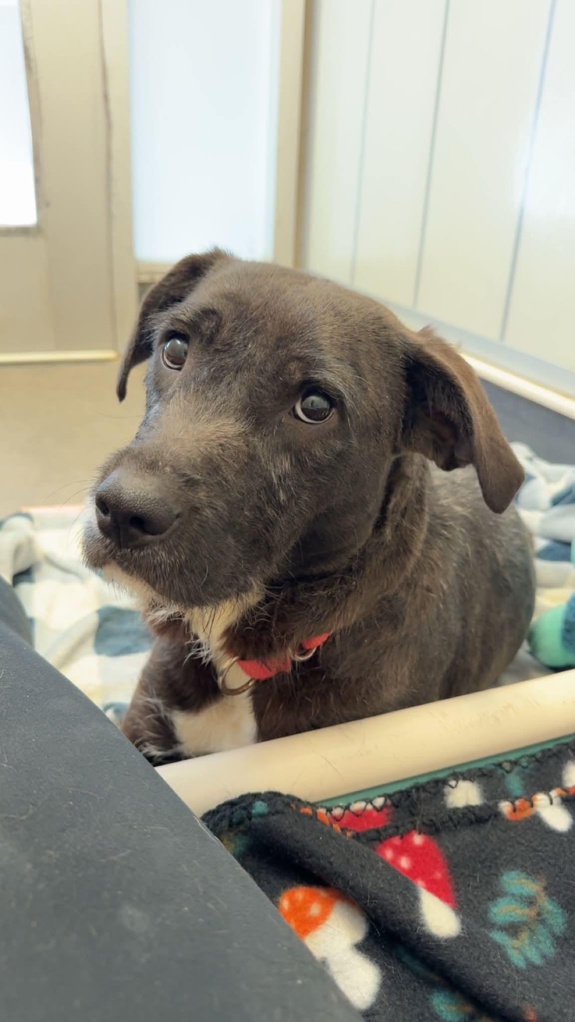 Enlarge Bailey, an adoptable mixed breed in Elizabethtown, NY image 1/1